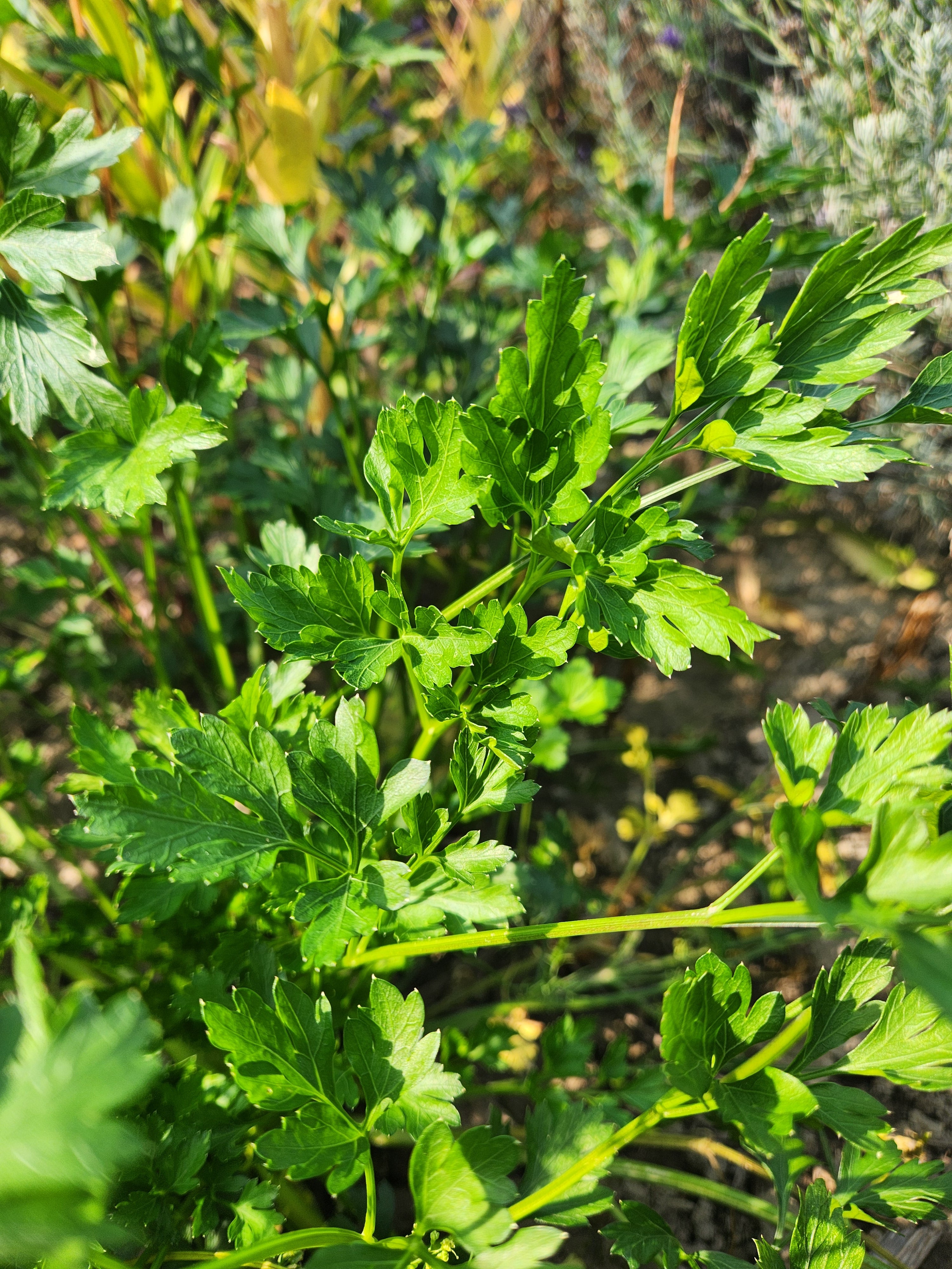 Italian Parsley Seeds