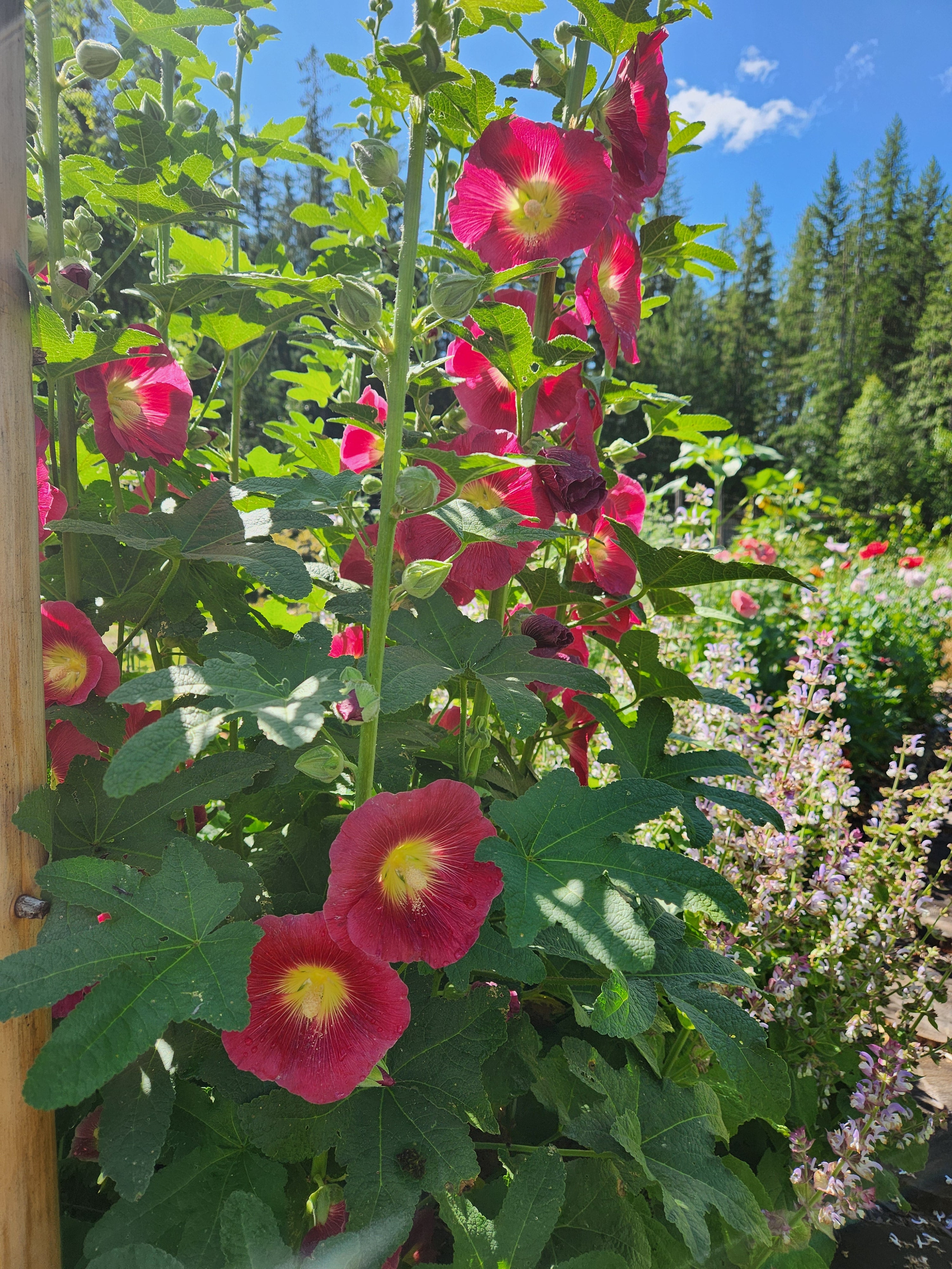 Hollyhocks Seeds