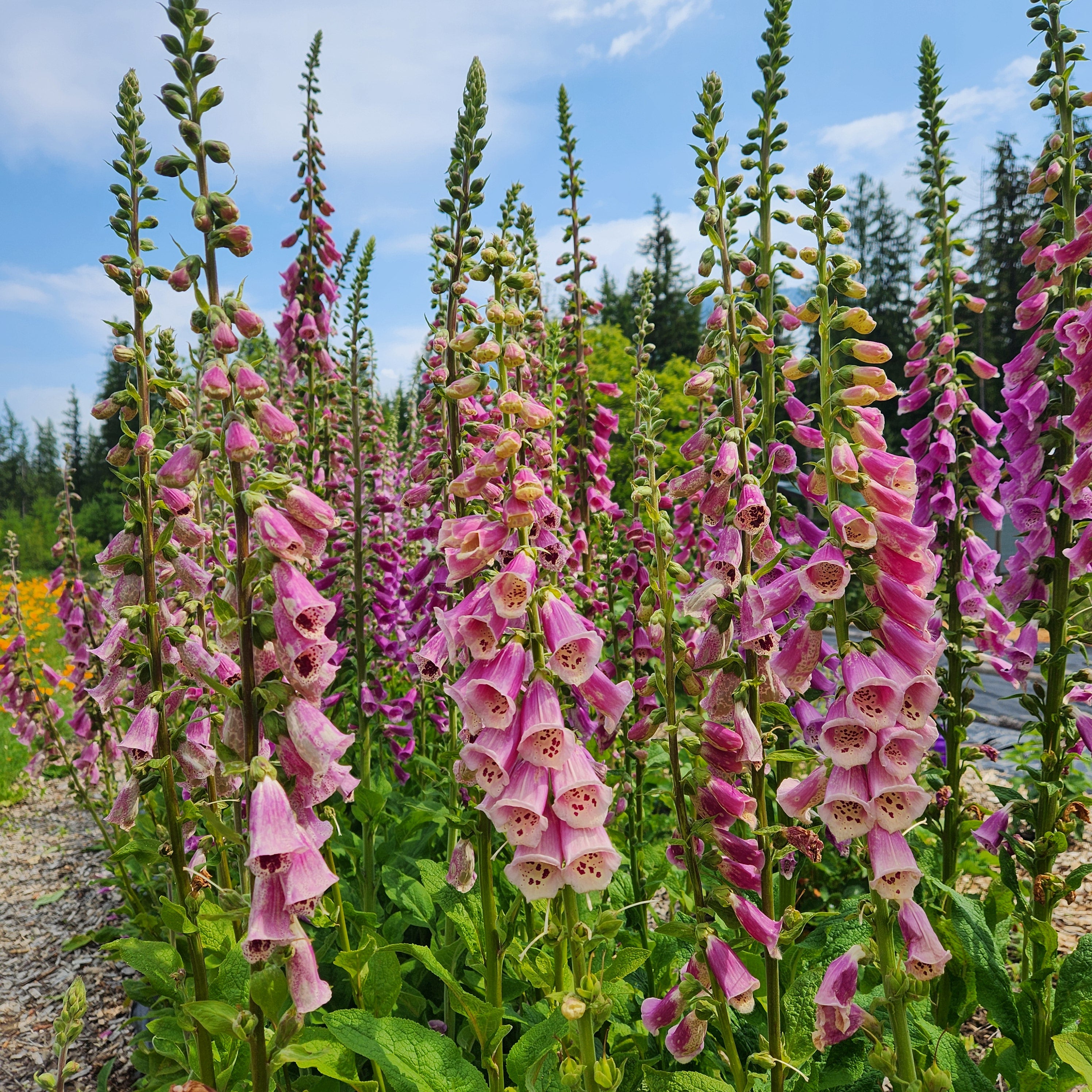 Foxglove Seeds