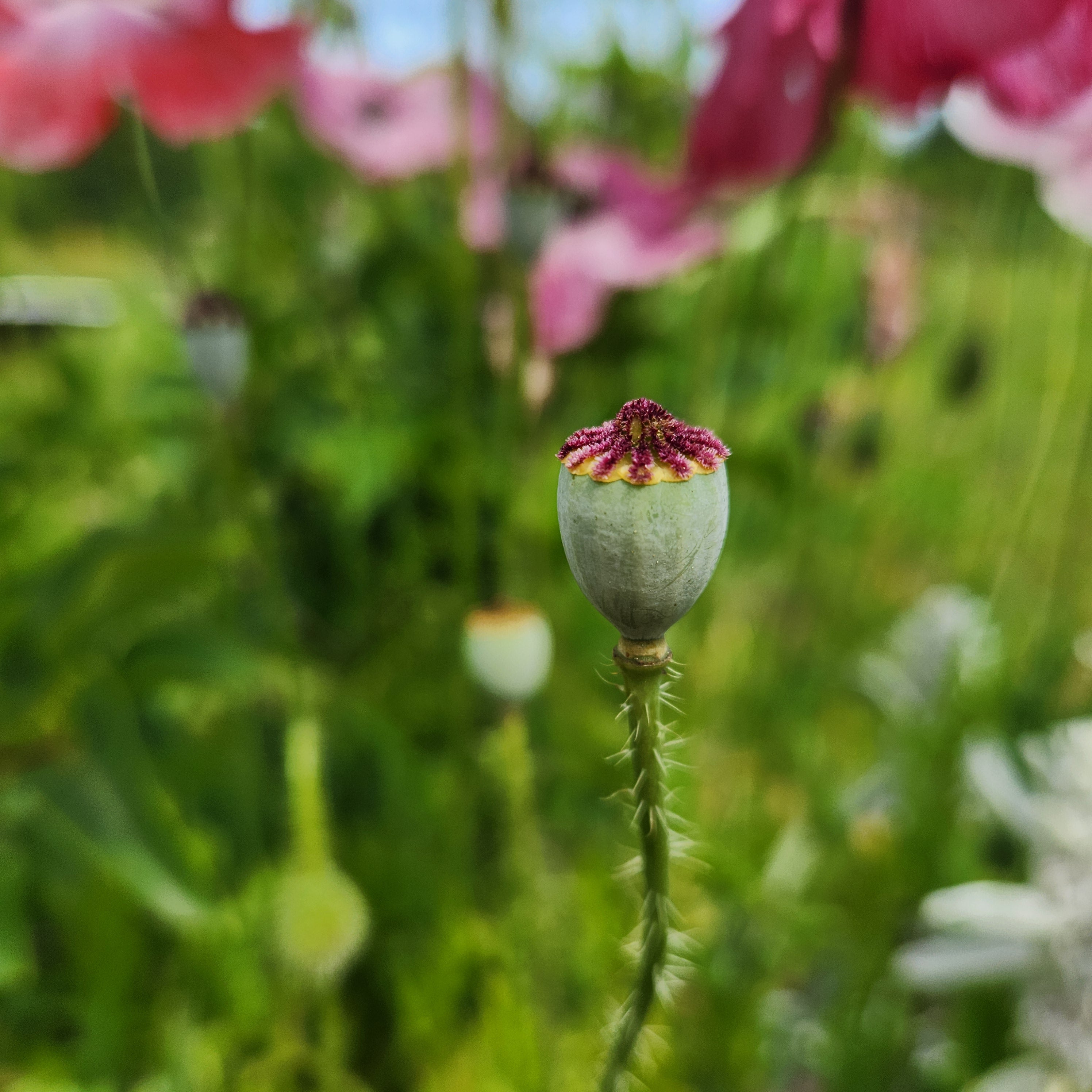 Mother of Pearl Poppy Seeds