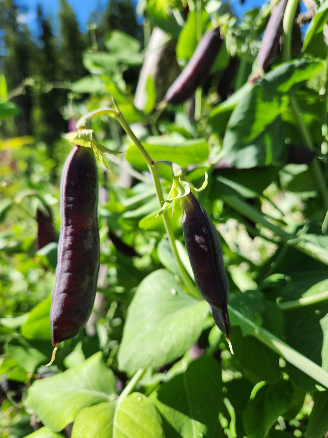 Purple Mist Pea Seeds