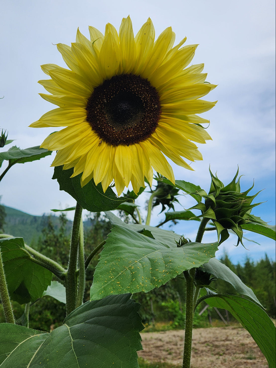 Sunflower Seed Blend