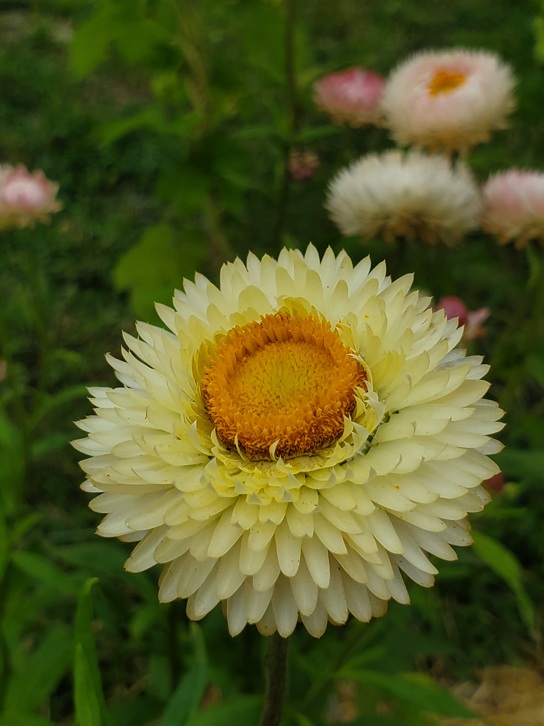 Strawflower Seeds
