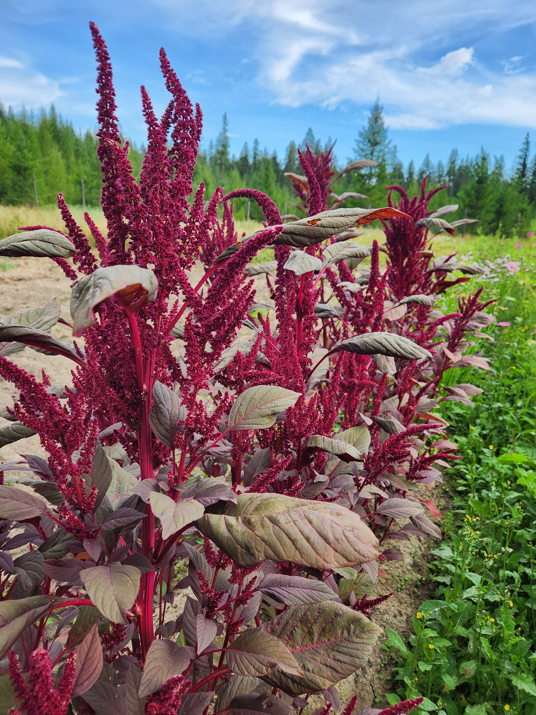 Hopi Red Dye Amaranth Seeds