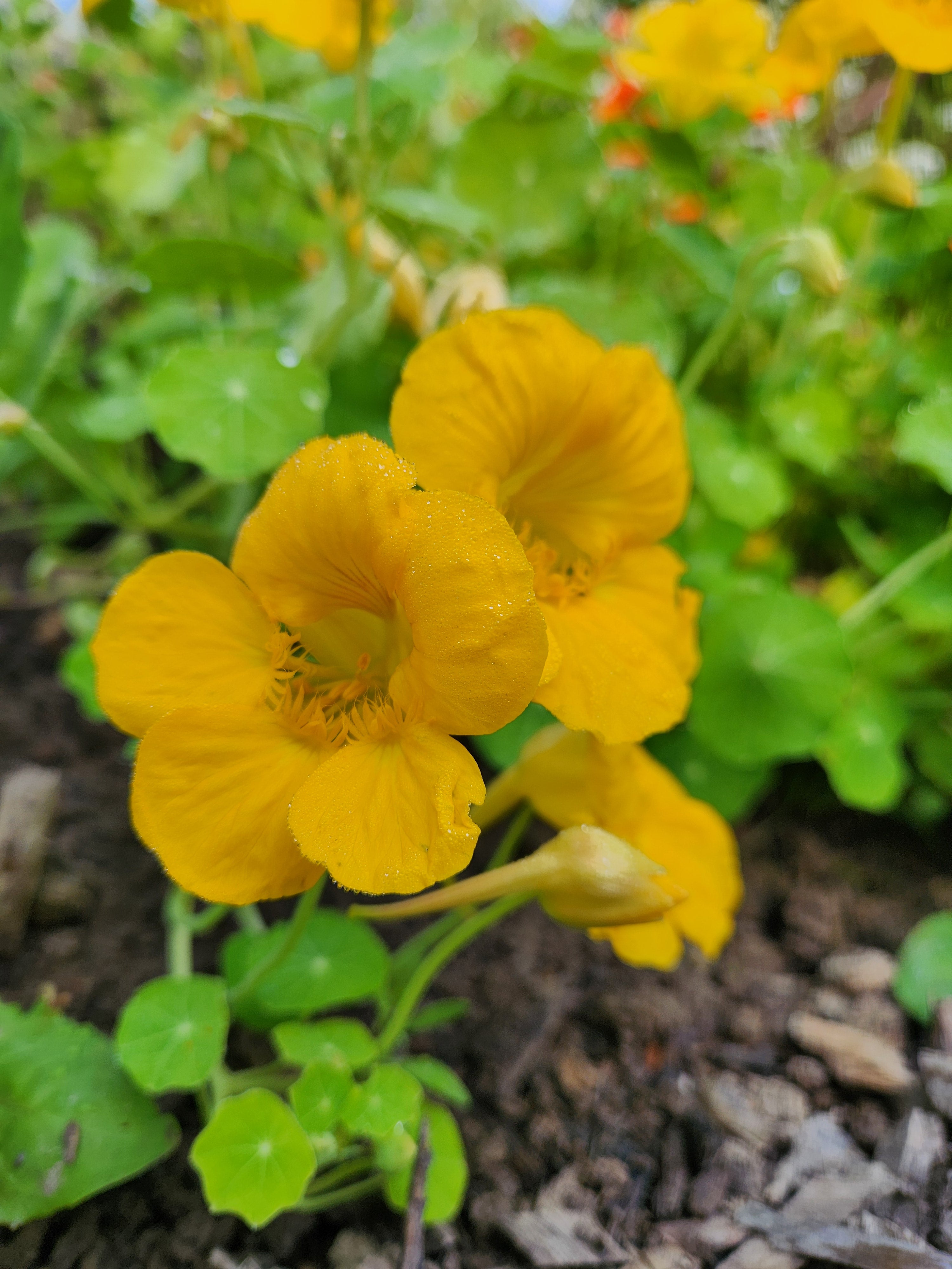 Nasturtium Seeds