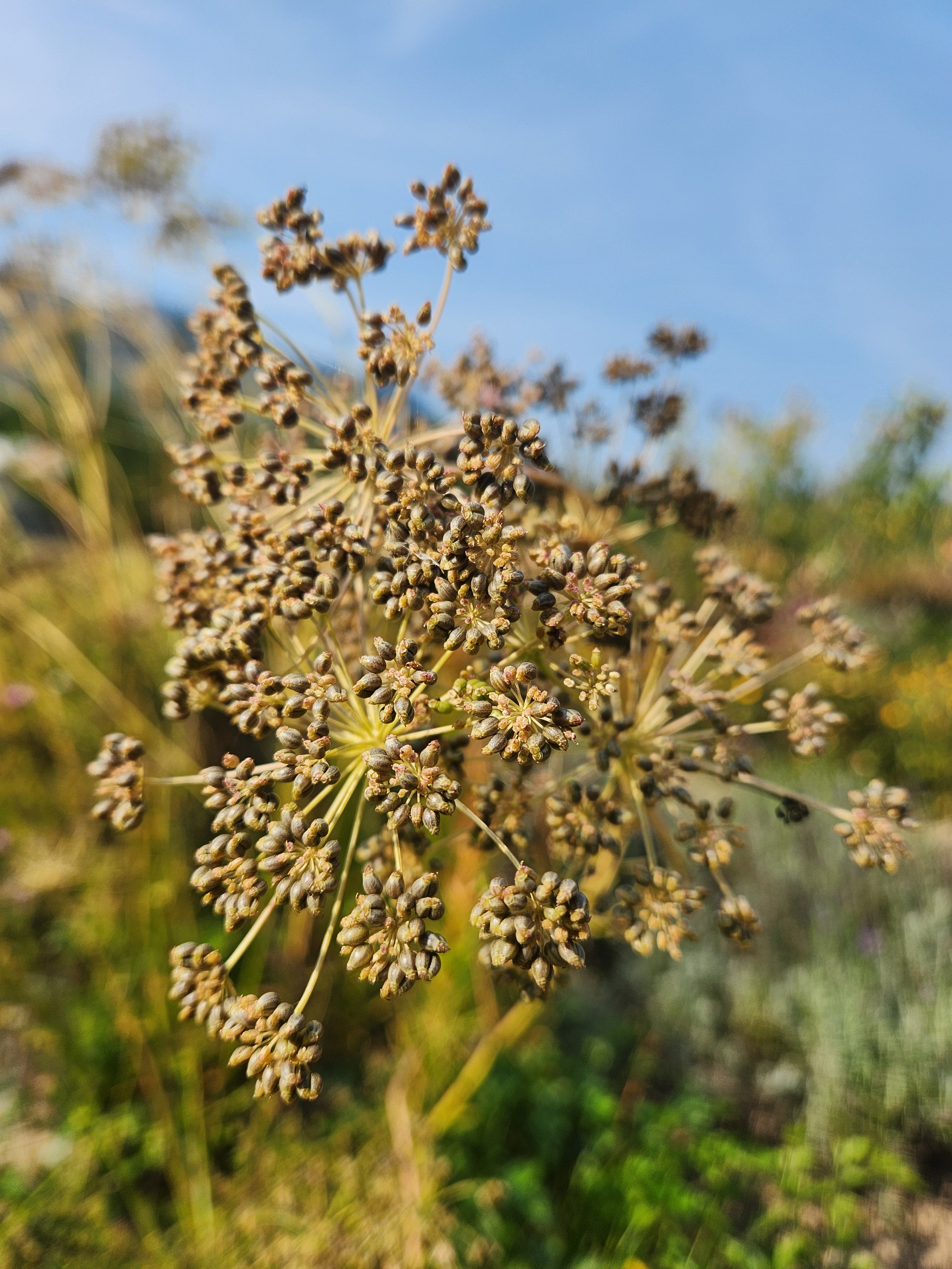 Italian Parsley Seeds