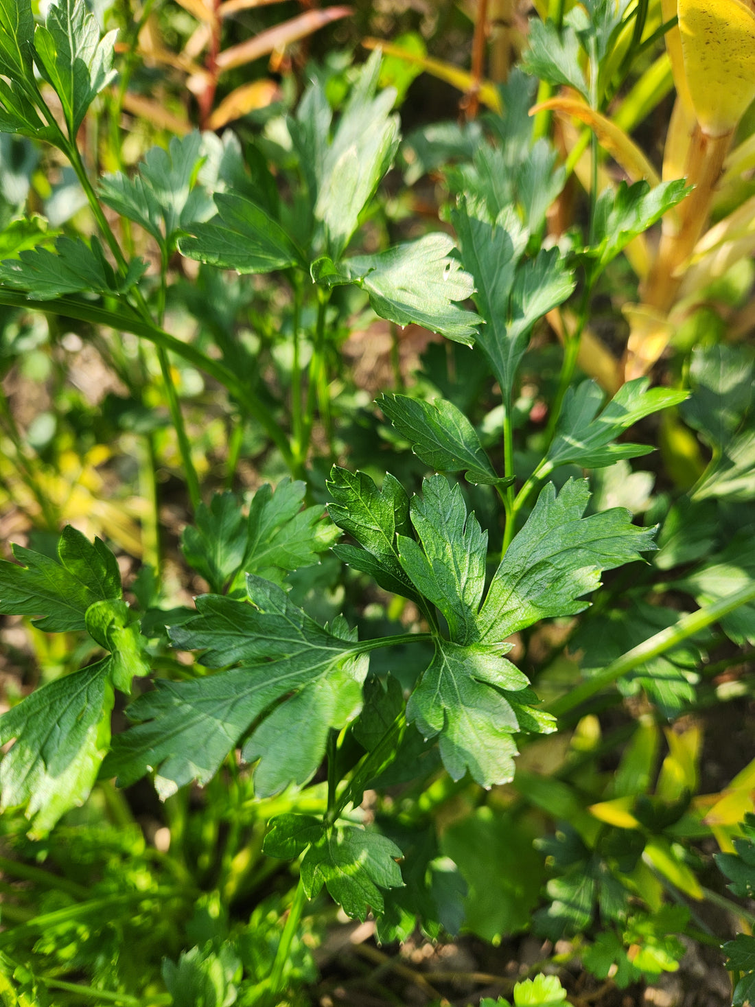 Italian Parsley Seeds