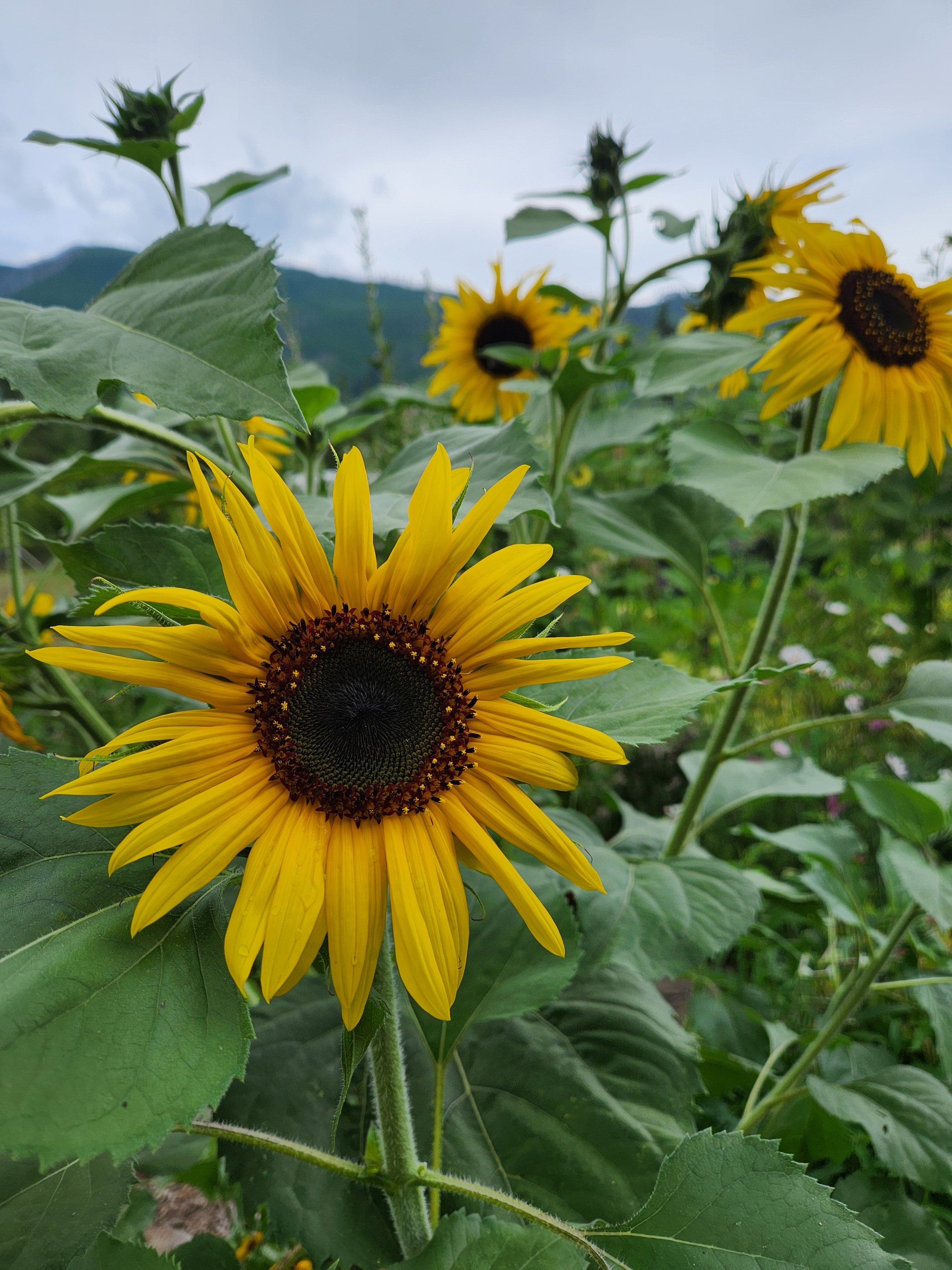 Sunflower Seed Blend