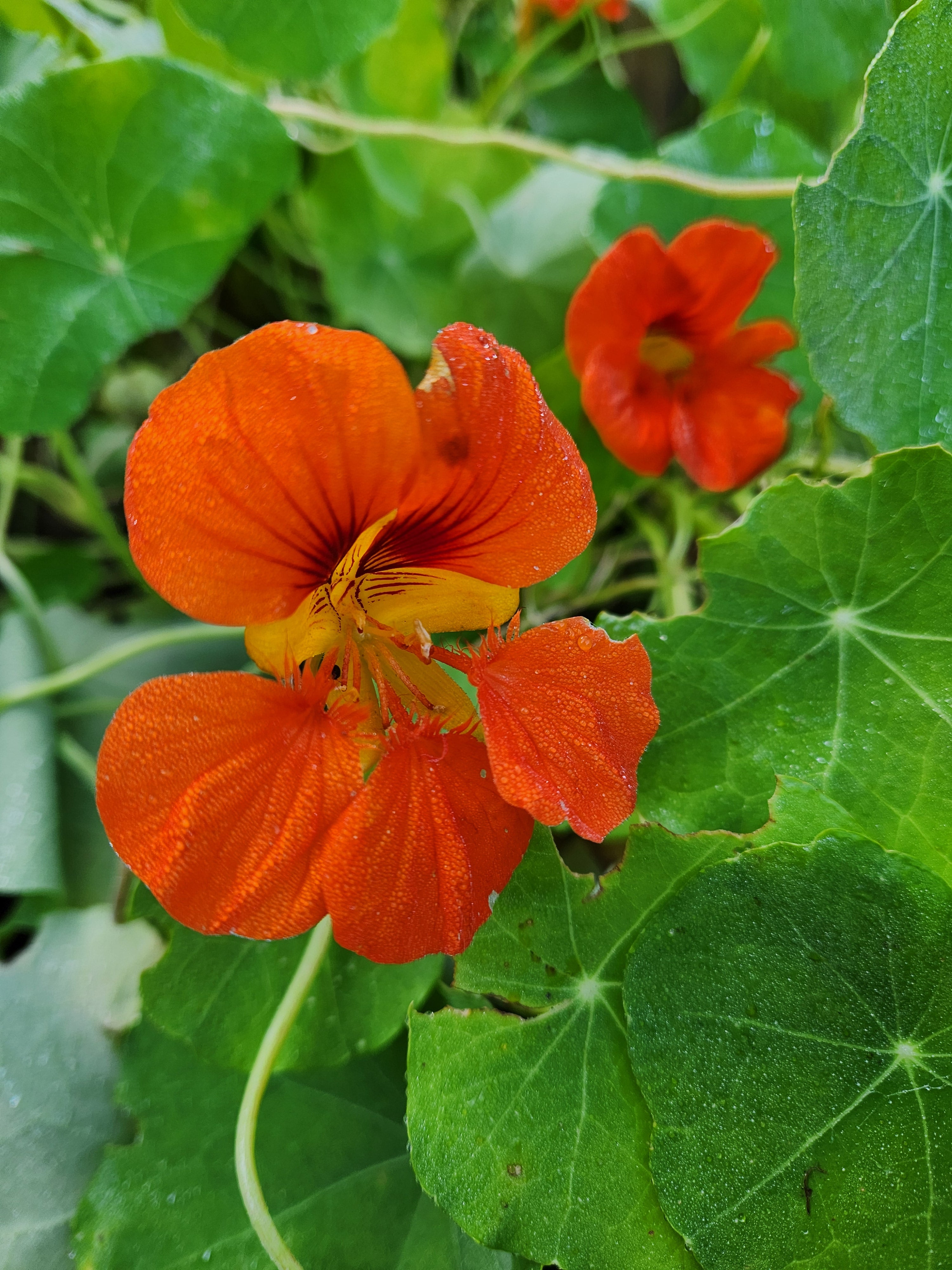 Nasturtium Seeds