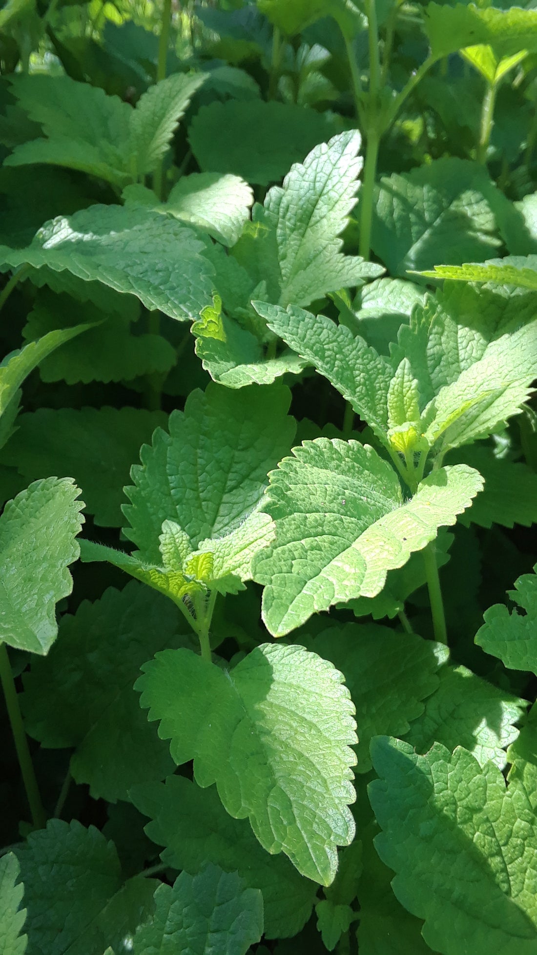 Lemon Balm ~ Jupiter Tincture