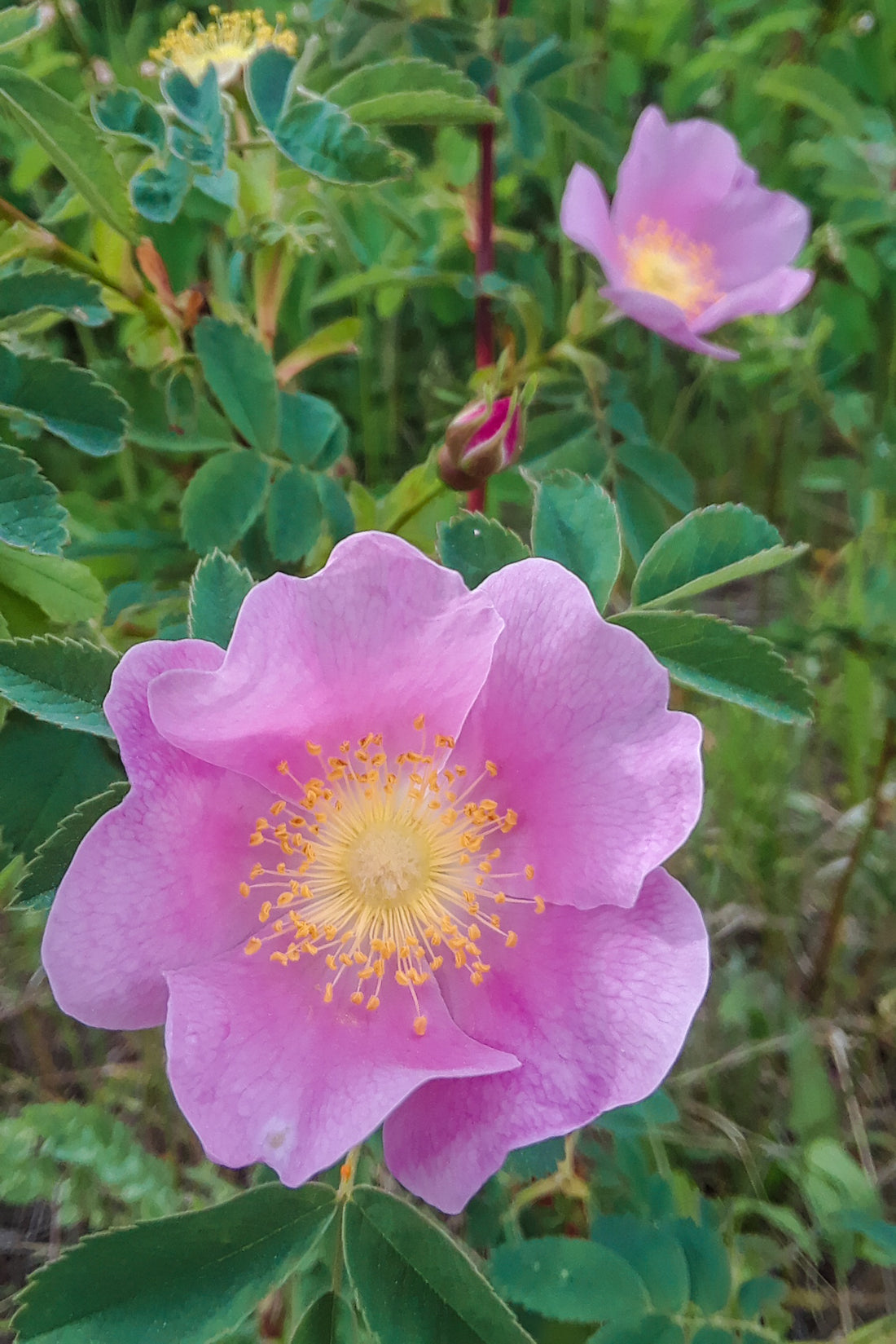 Wild Rose Tincture