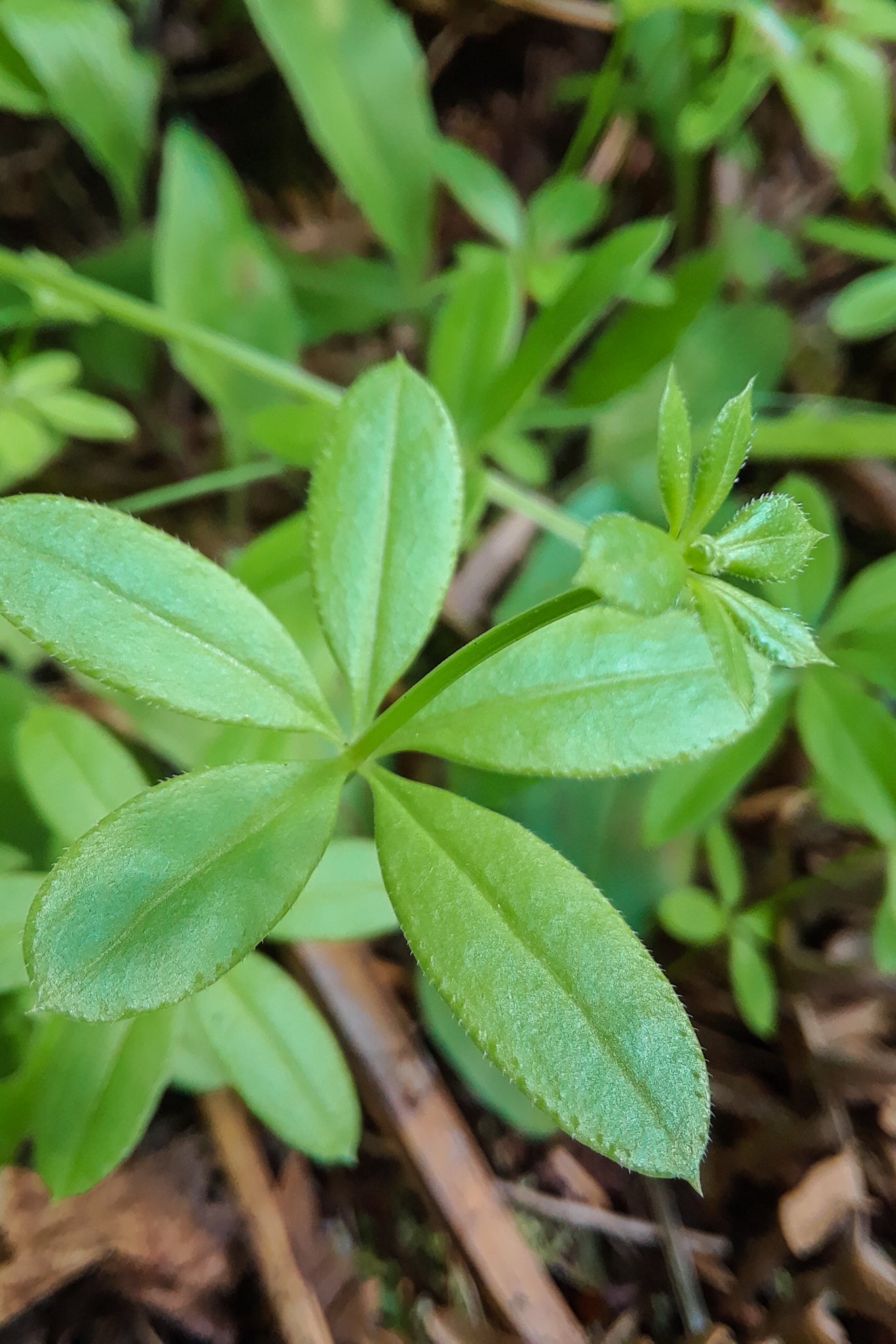 Cleavers Tincture