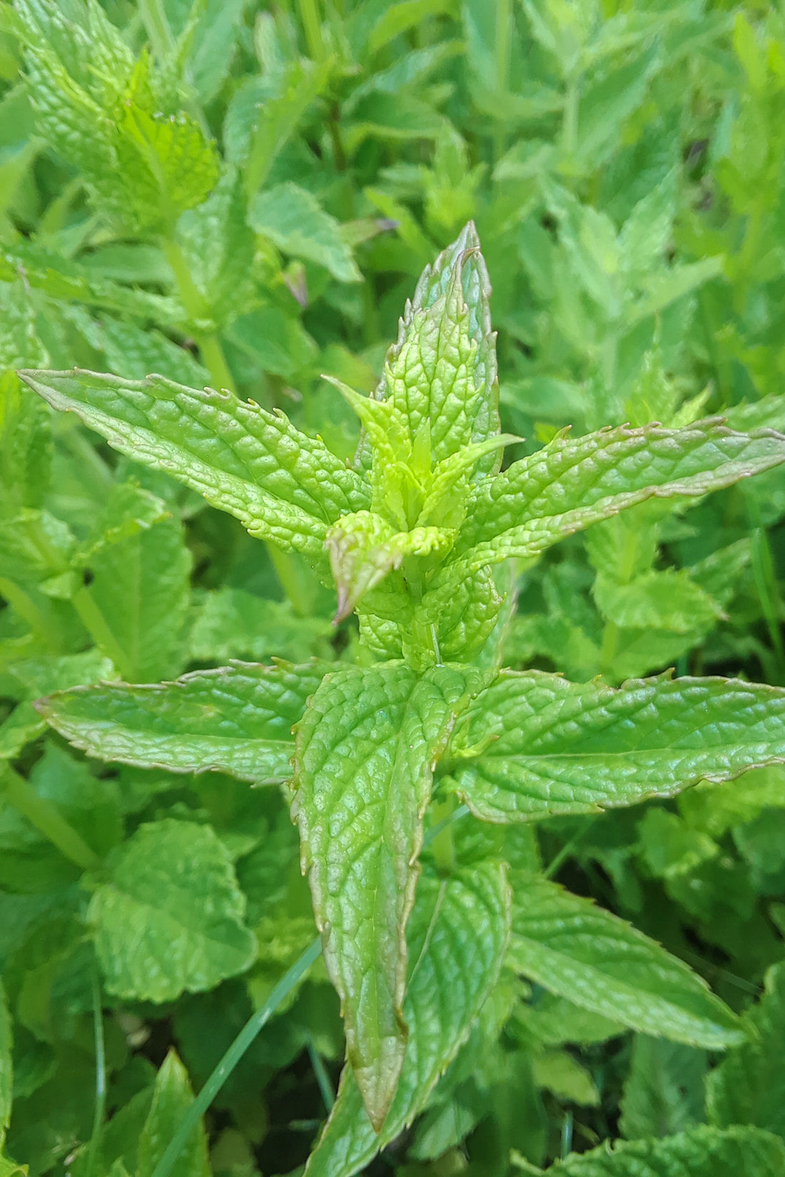 Peppermint Tincture