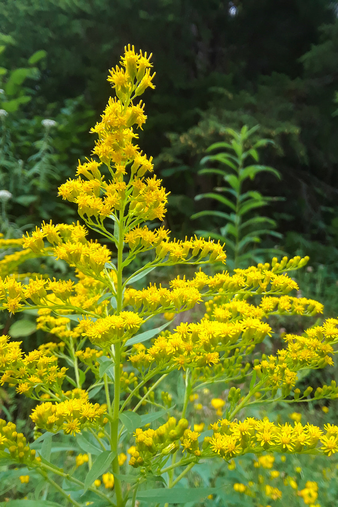 Goldenrod Tincture