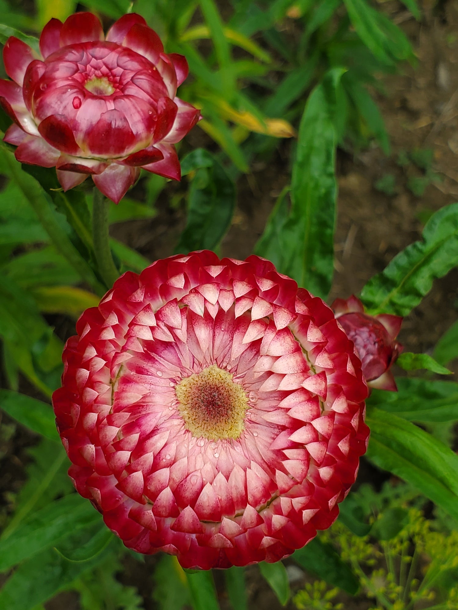 Strawflower Seeds