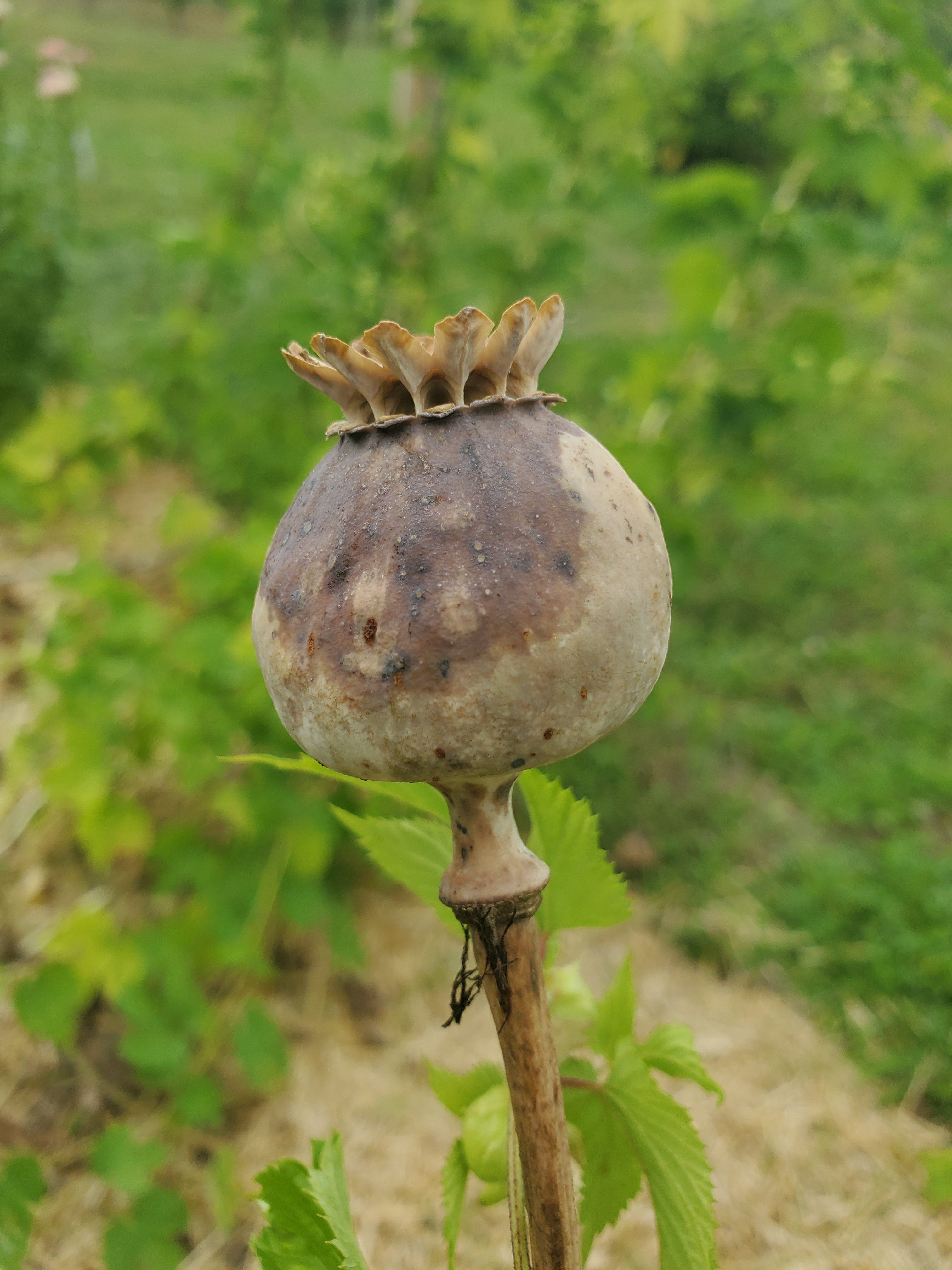 Opium Poppy Seeds