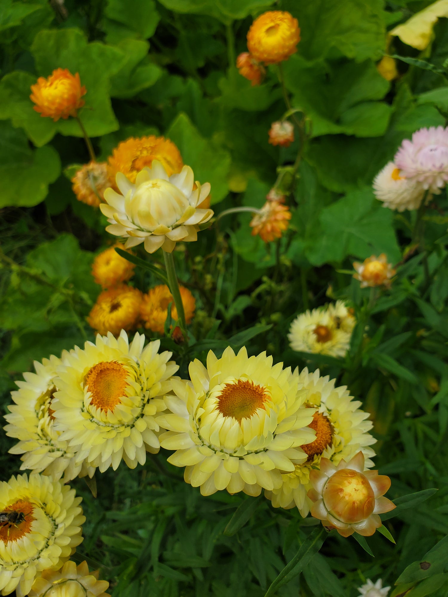 Strawflower Seeds