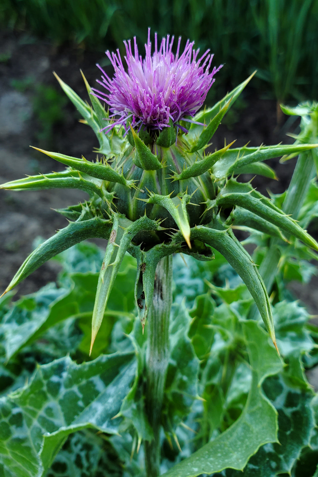 Milk Thistle Tincture