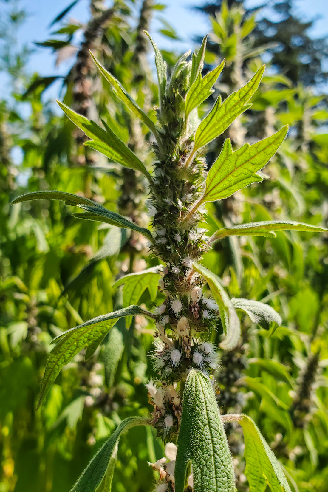 Motherwort Tincture