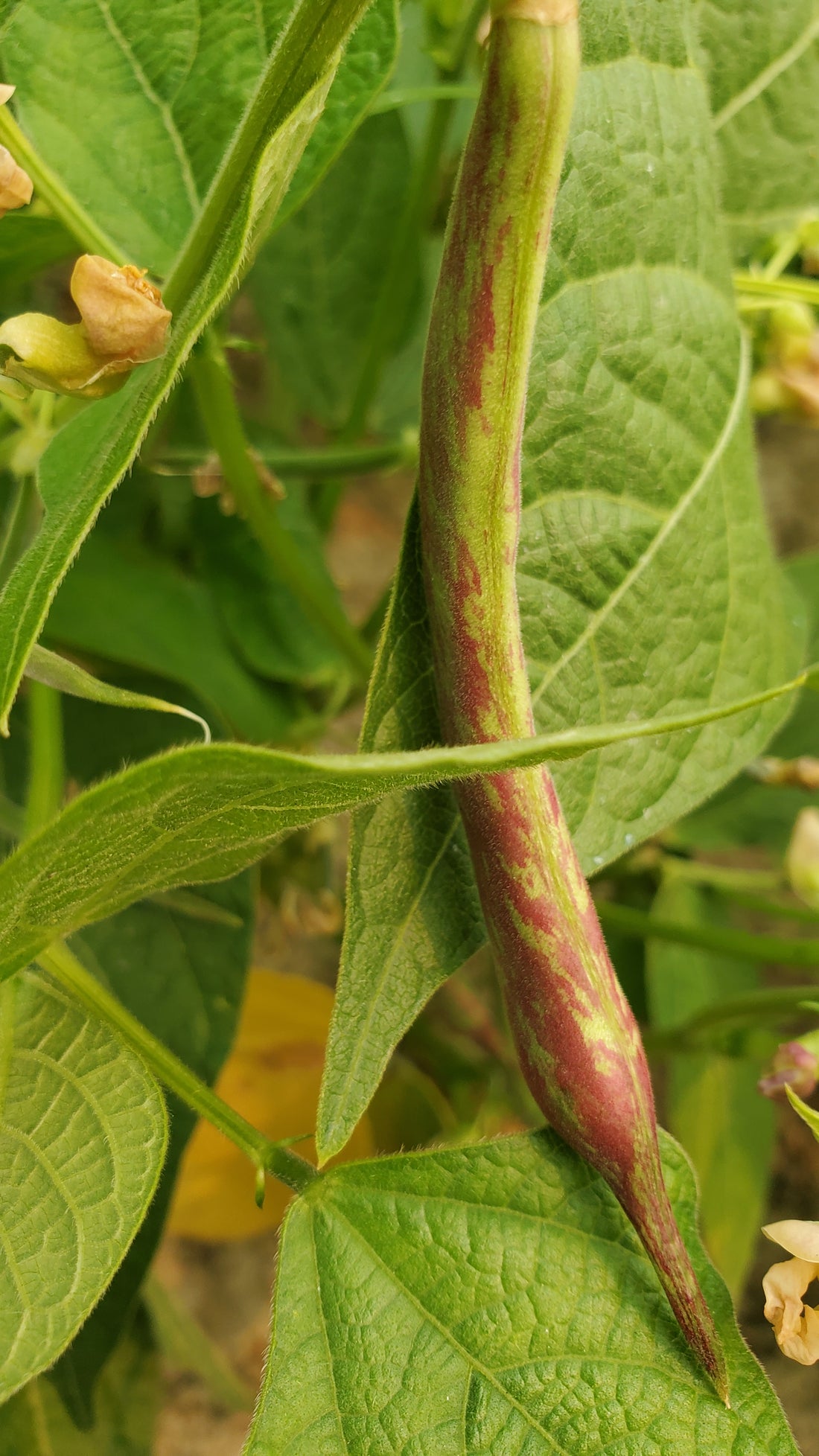 Cranberry Bean Seeds