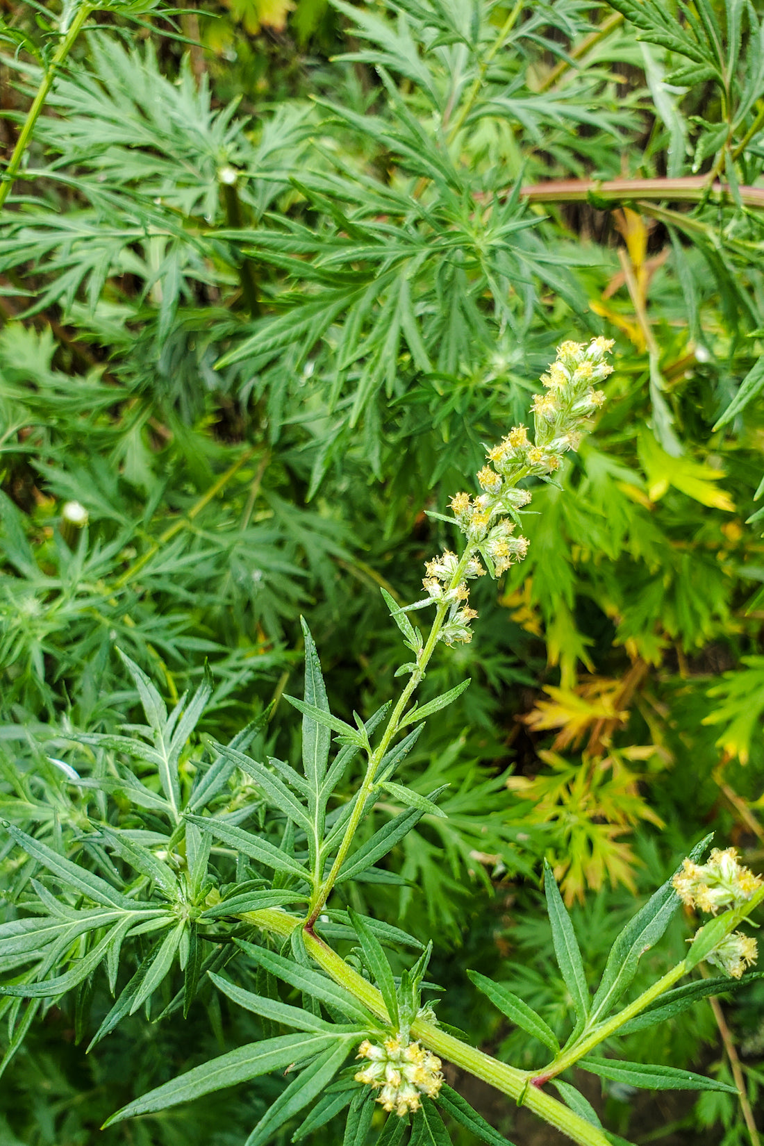 Mugwort Tincture
