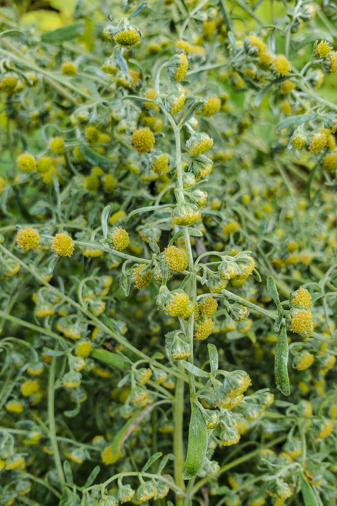 Wormwood Tincture