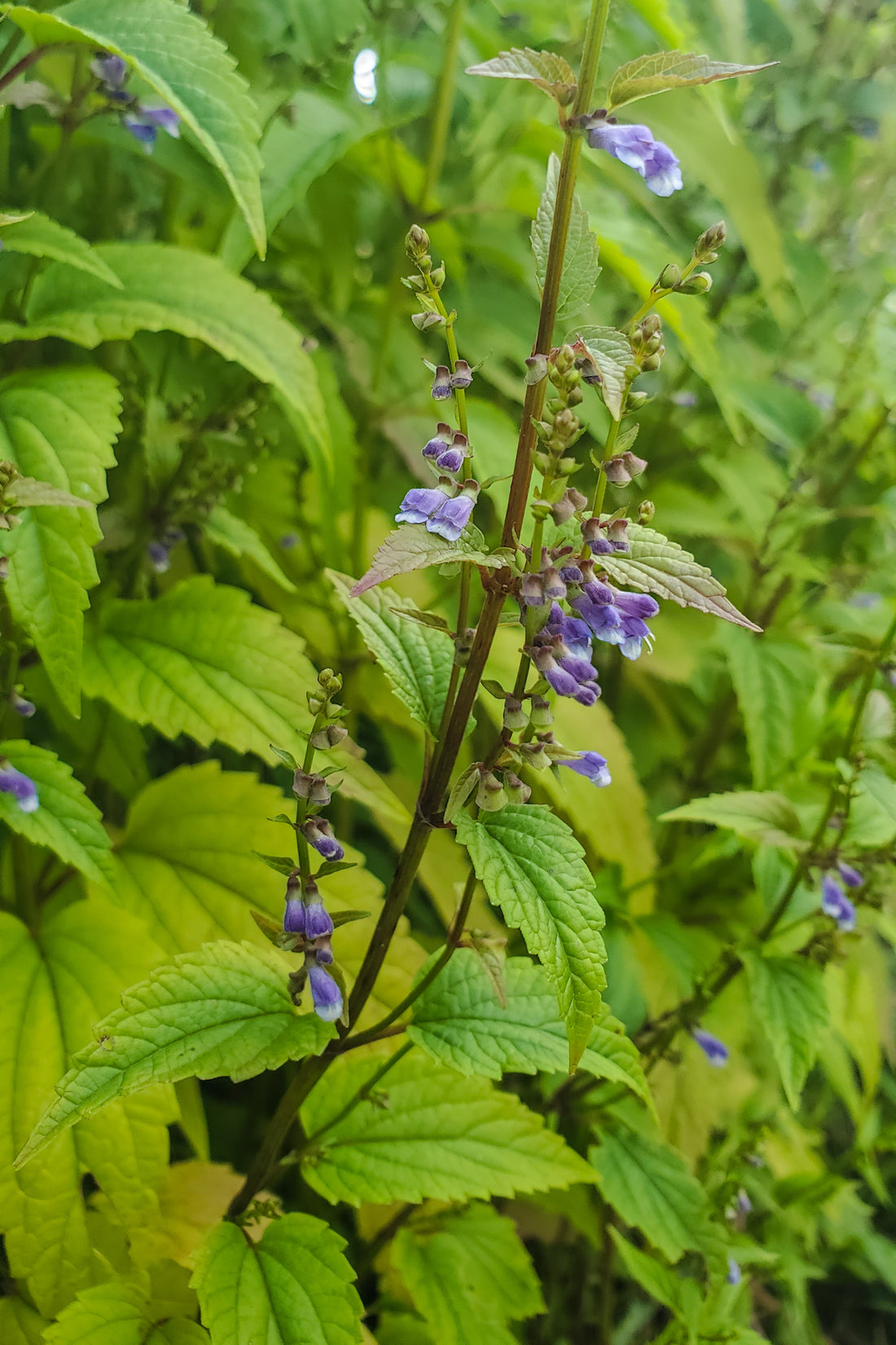 Skullcap Tincture