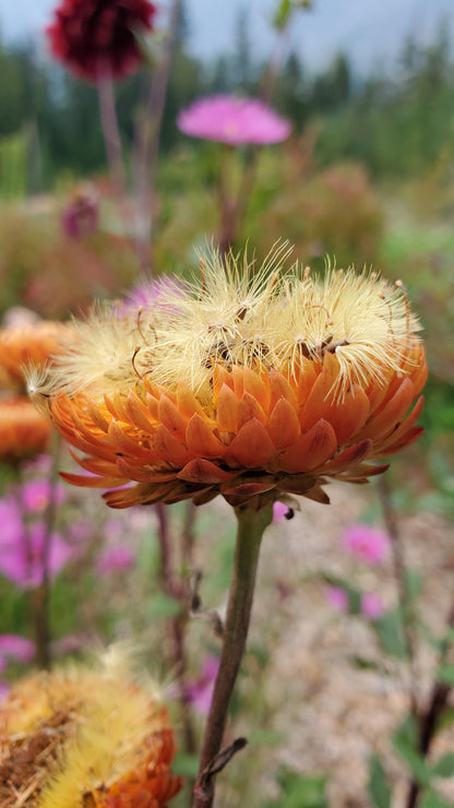 Strawflower Seeds