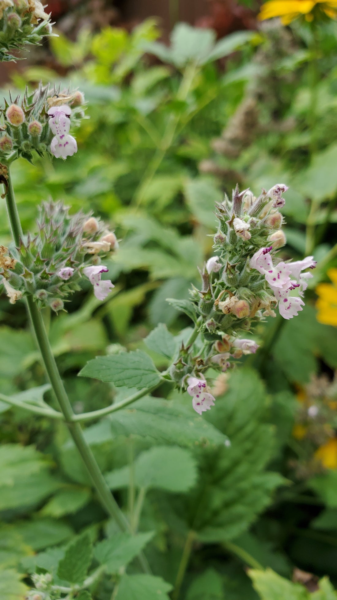 Catnip Seeds