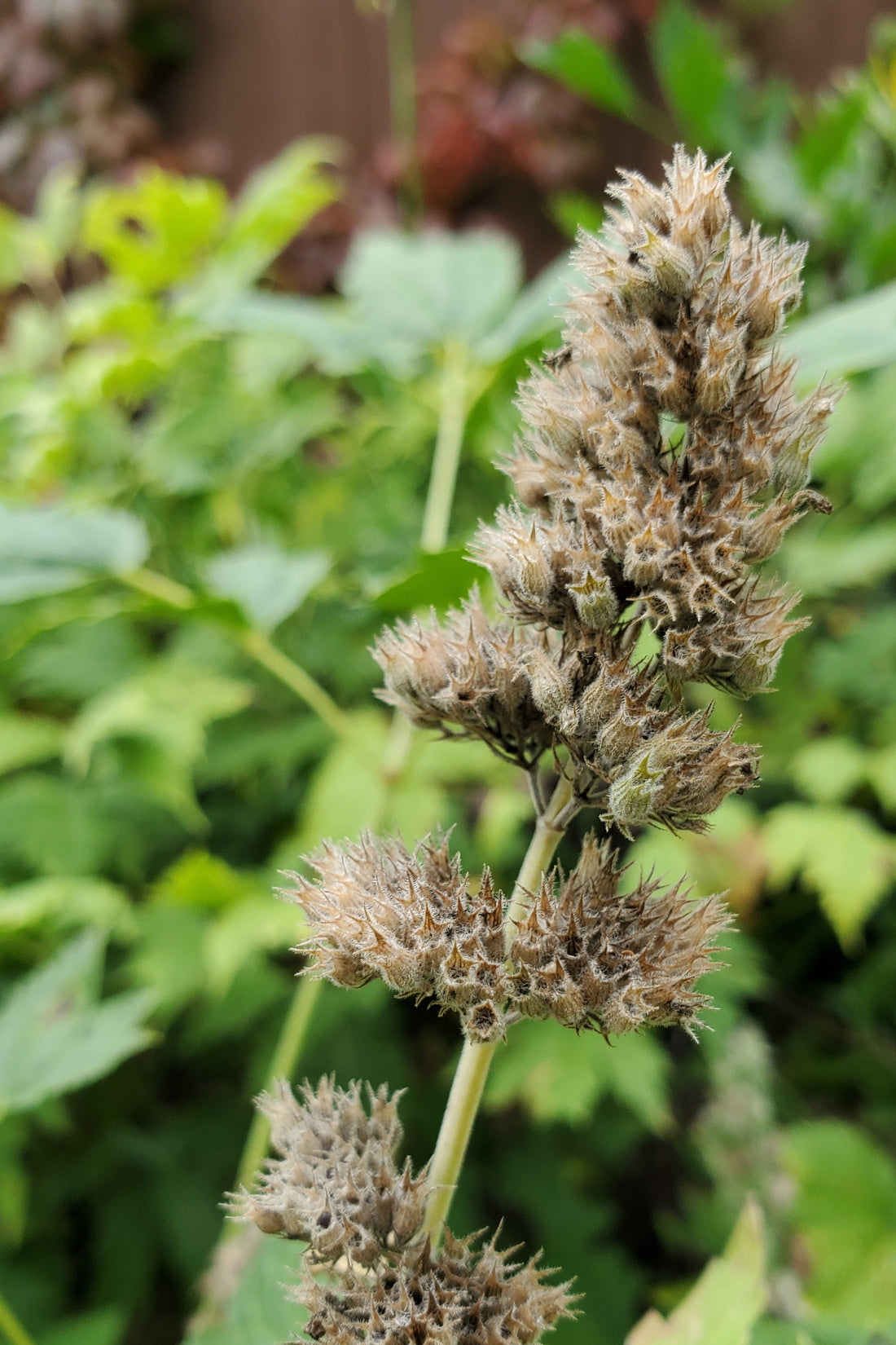 Catnip Seeds