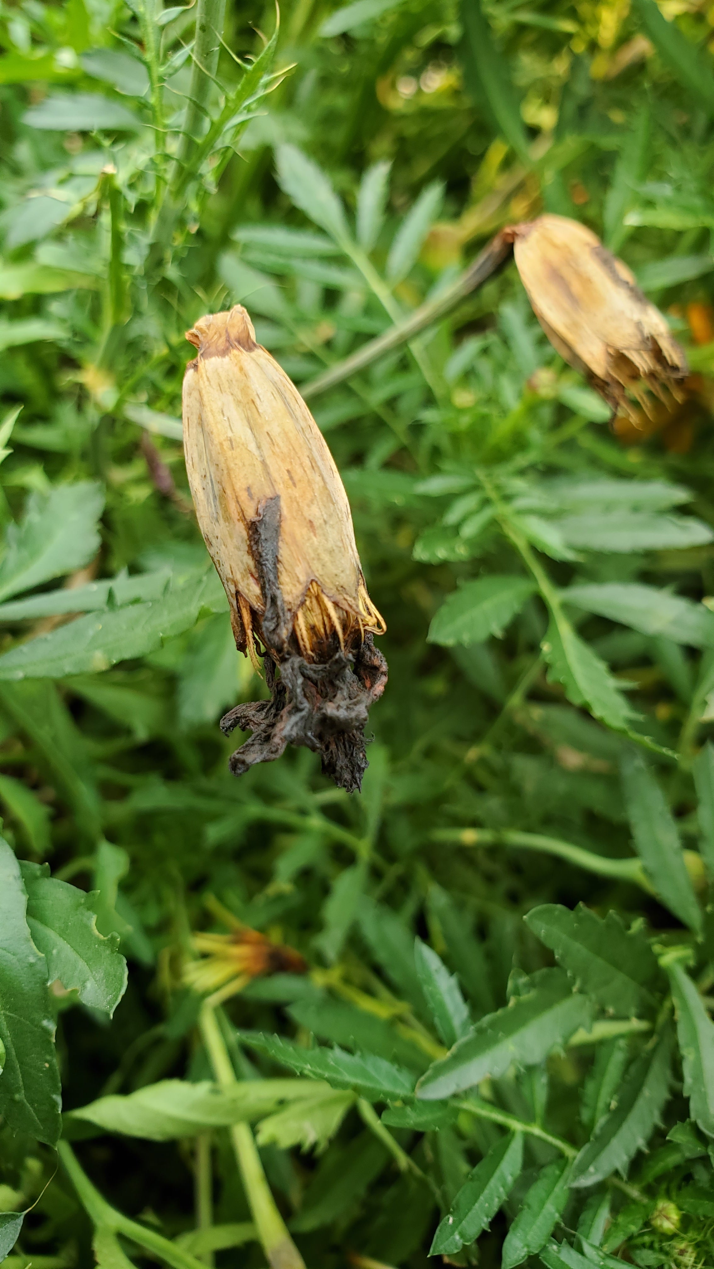 Marigold Seeds