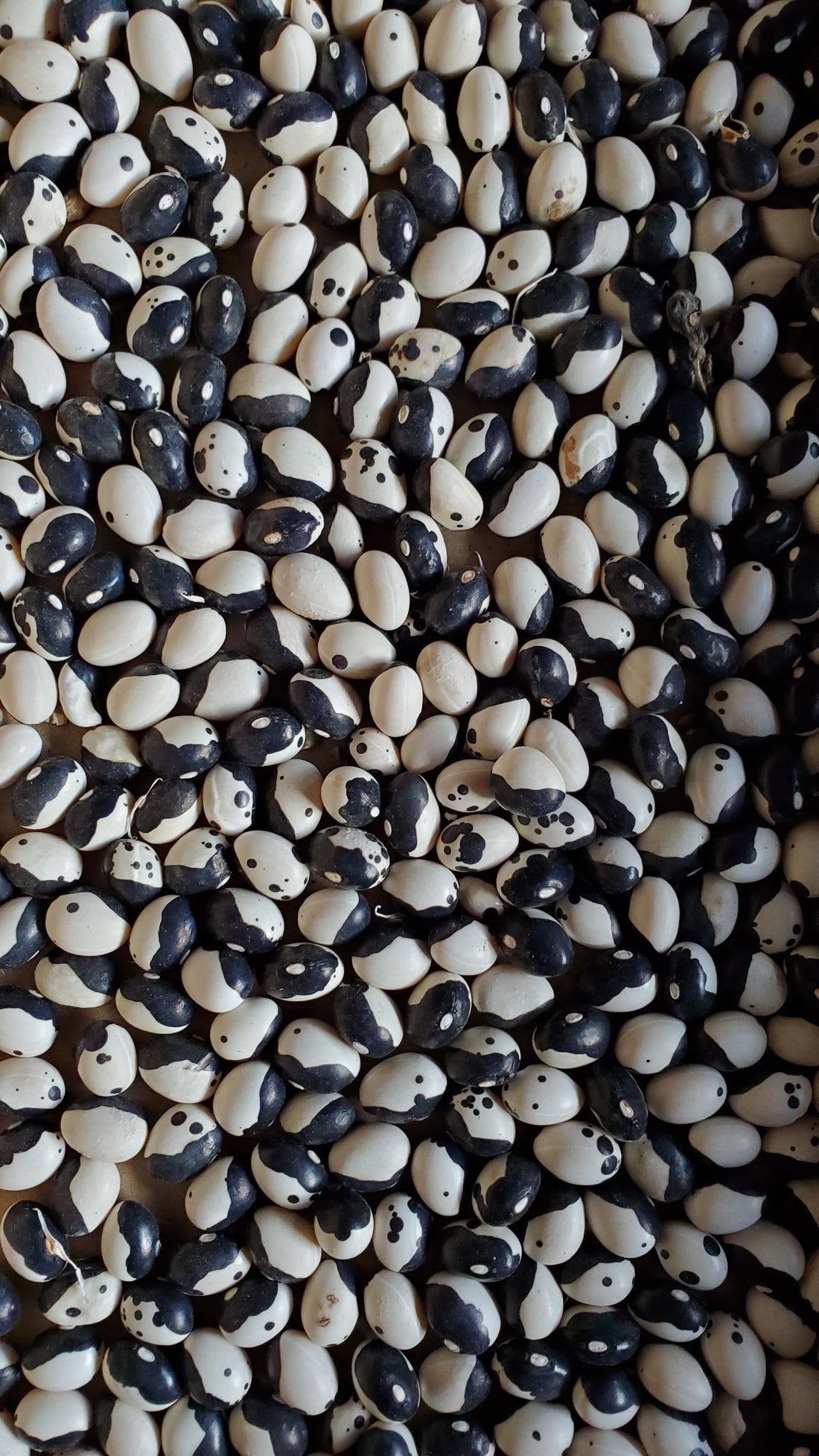 Orca Bean Seeds