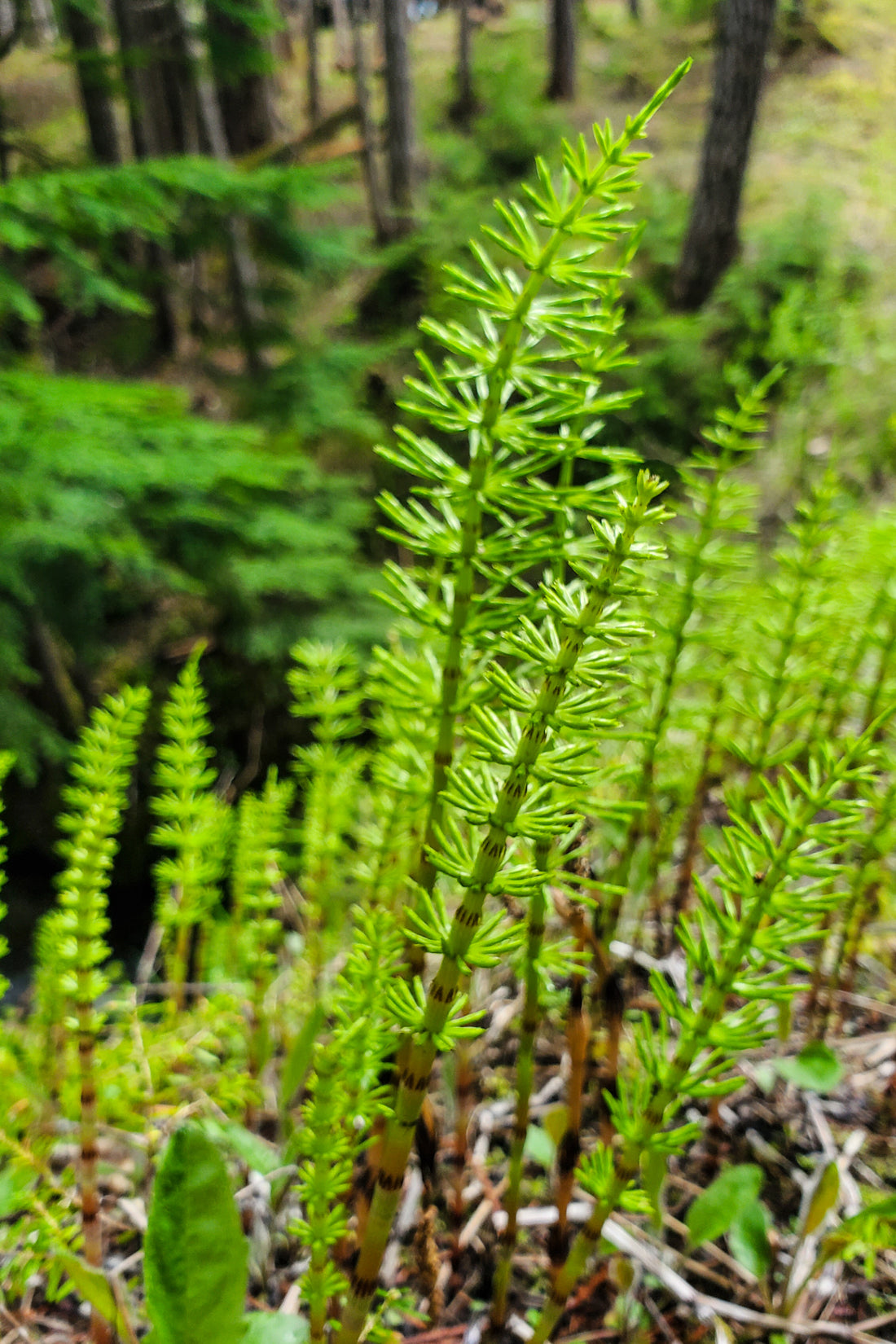 Horsetail Tincture