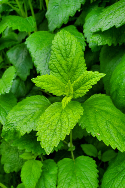 Lemon Balm Tincture