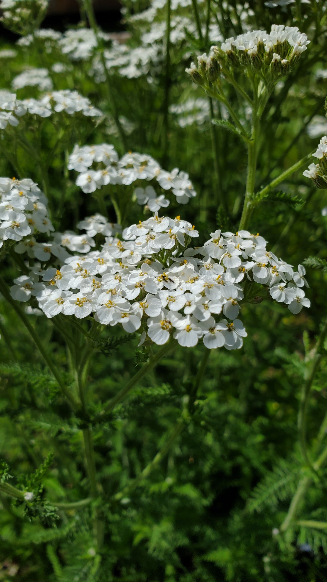 Yarrow Seeds