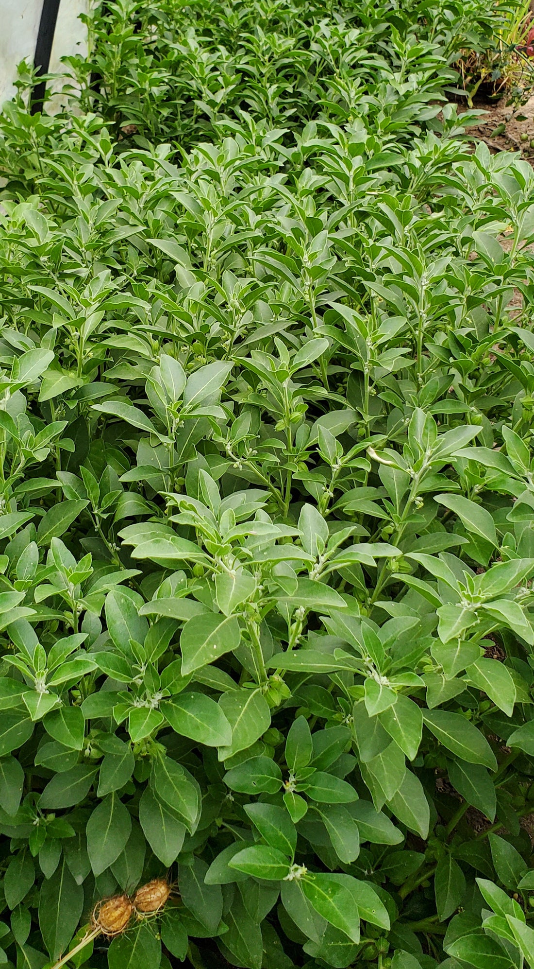 Ashwagandha Seeds