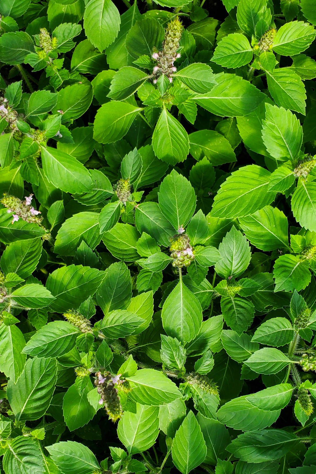 Holy Basil~Sun Tincture