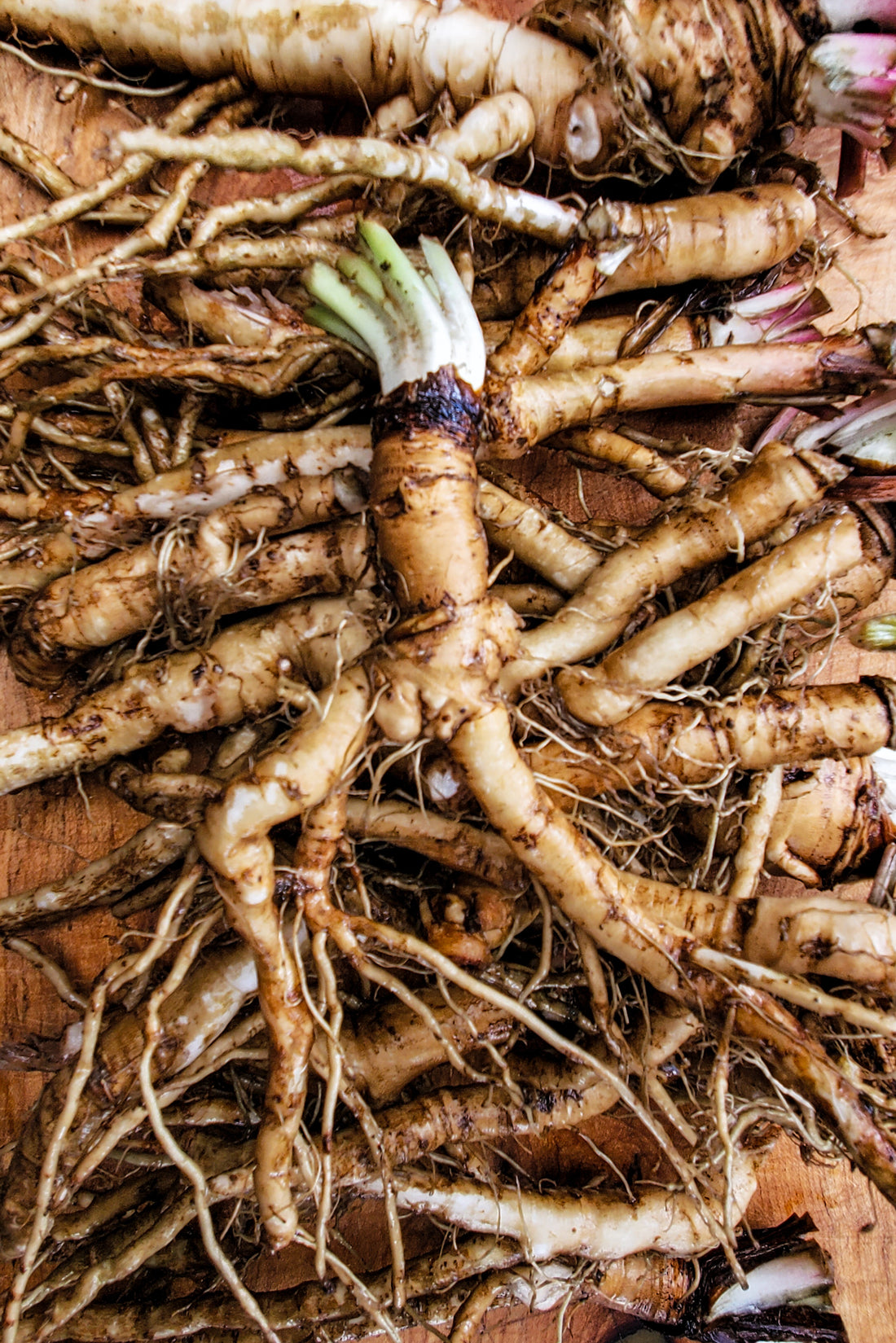 Dandelion Root Tincture