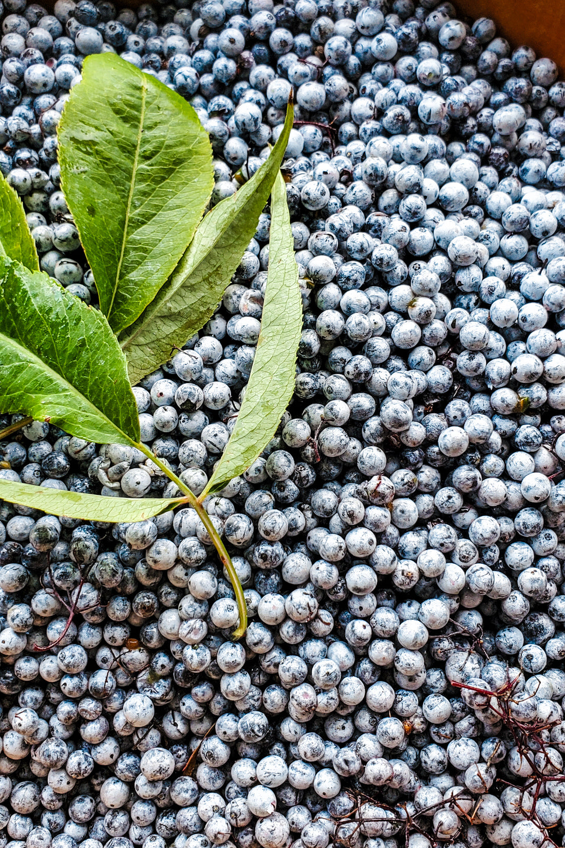 Elderberry ~ Saturn Tincture