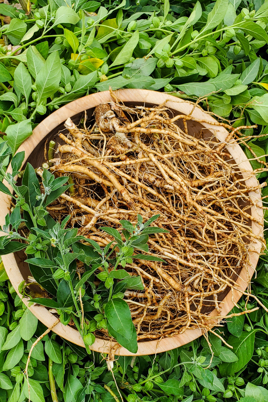 Ashwagandha Tincture