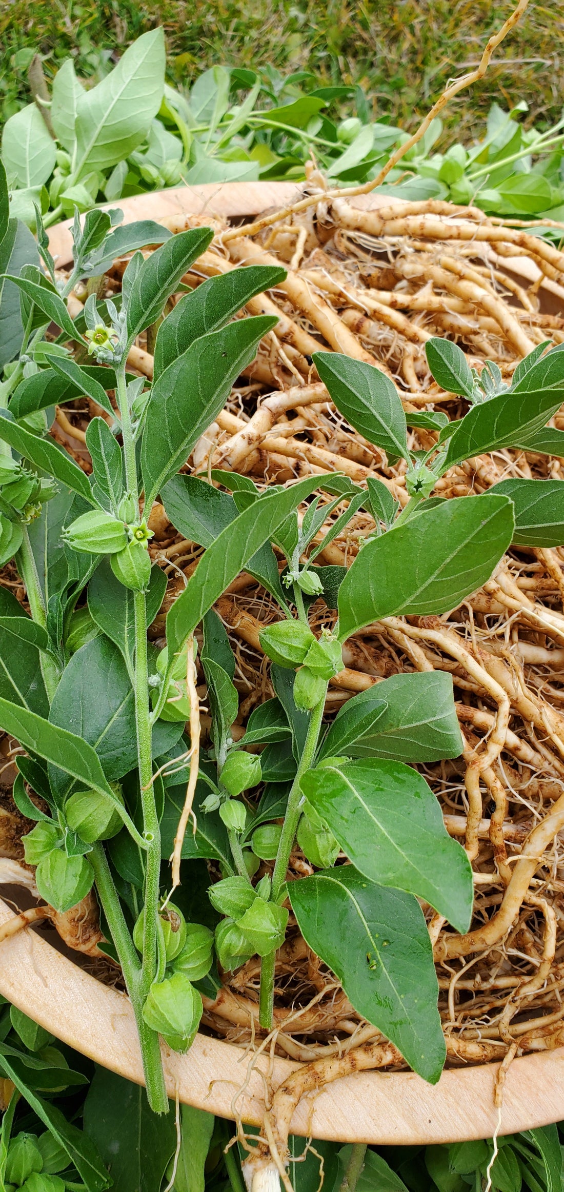 Ashwagandha Seeds