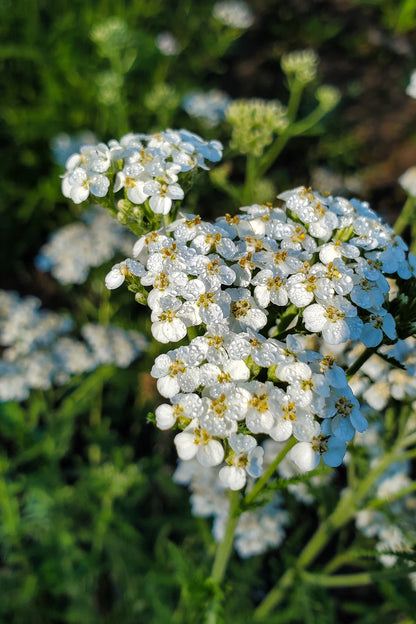 Yarrow Tincture