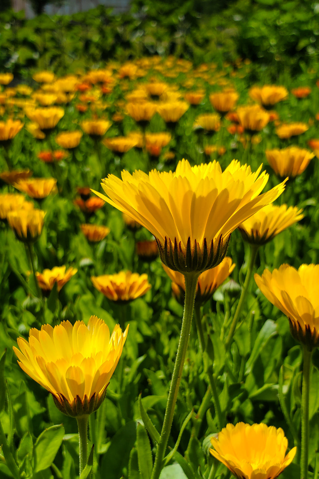 Calendula Tincture