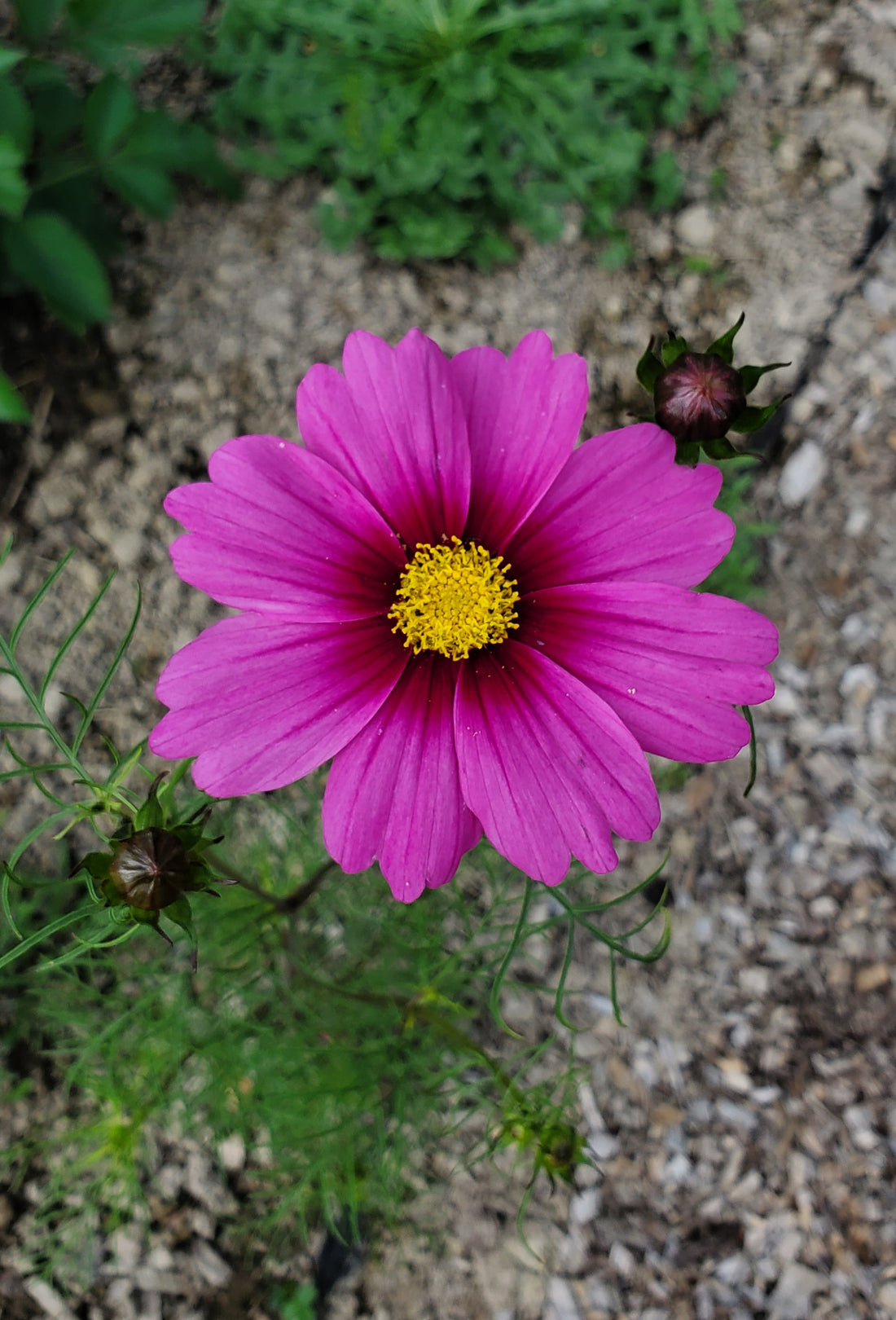 Cosmo Flower Seeds