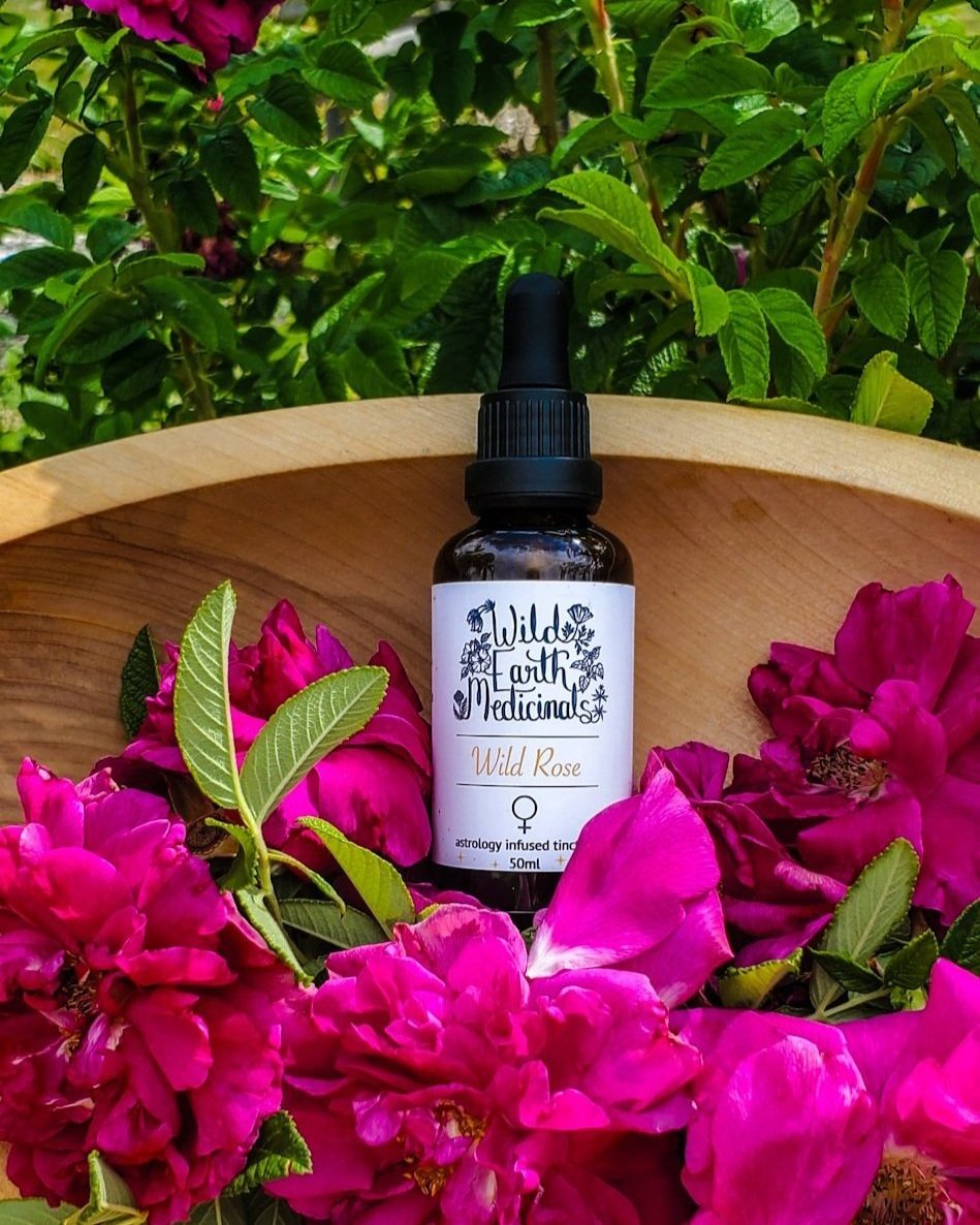 Wild Rose ~ Venus Tincture