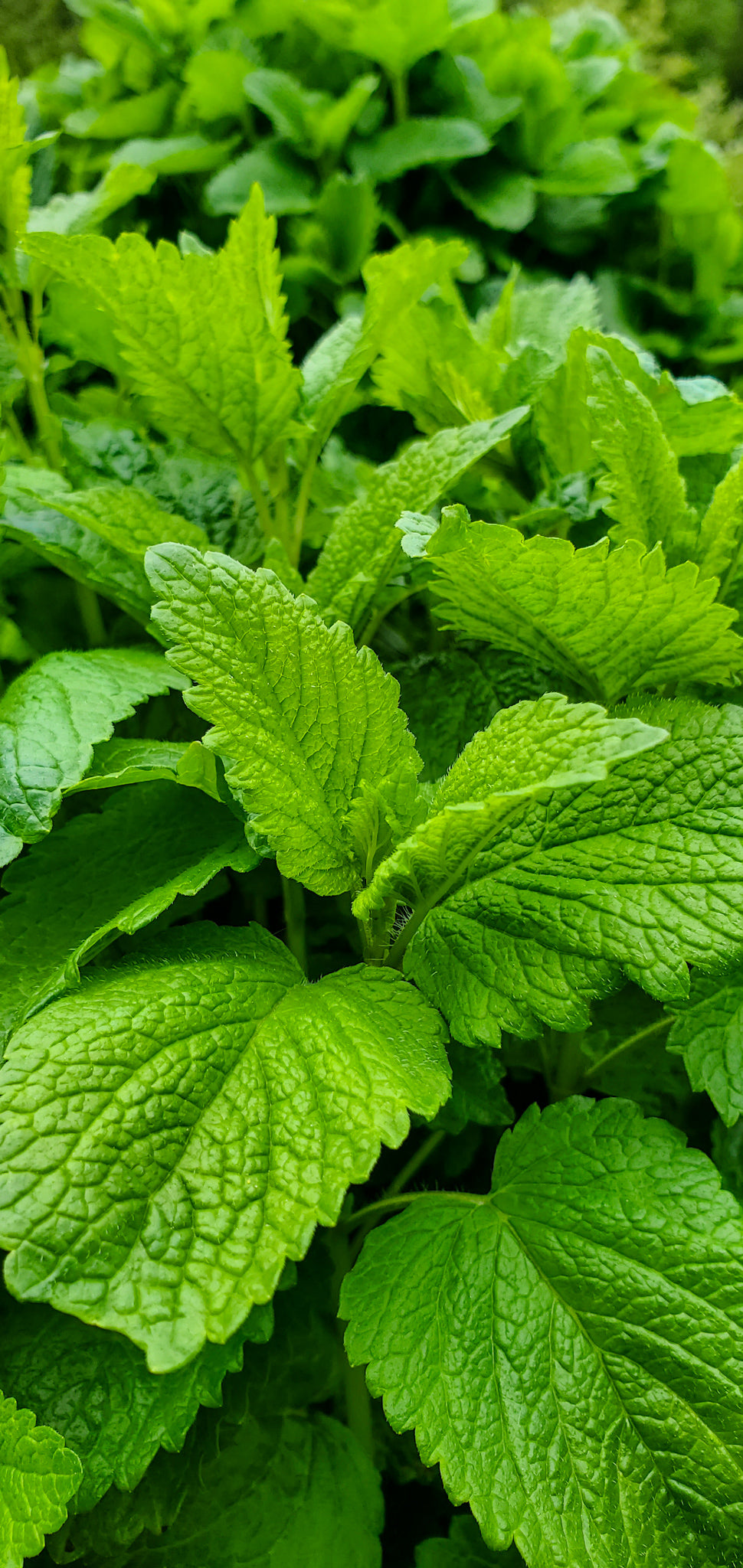 Lemon Balm Seeds