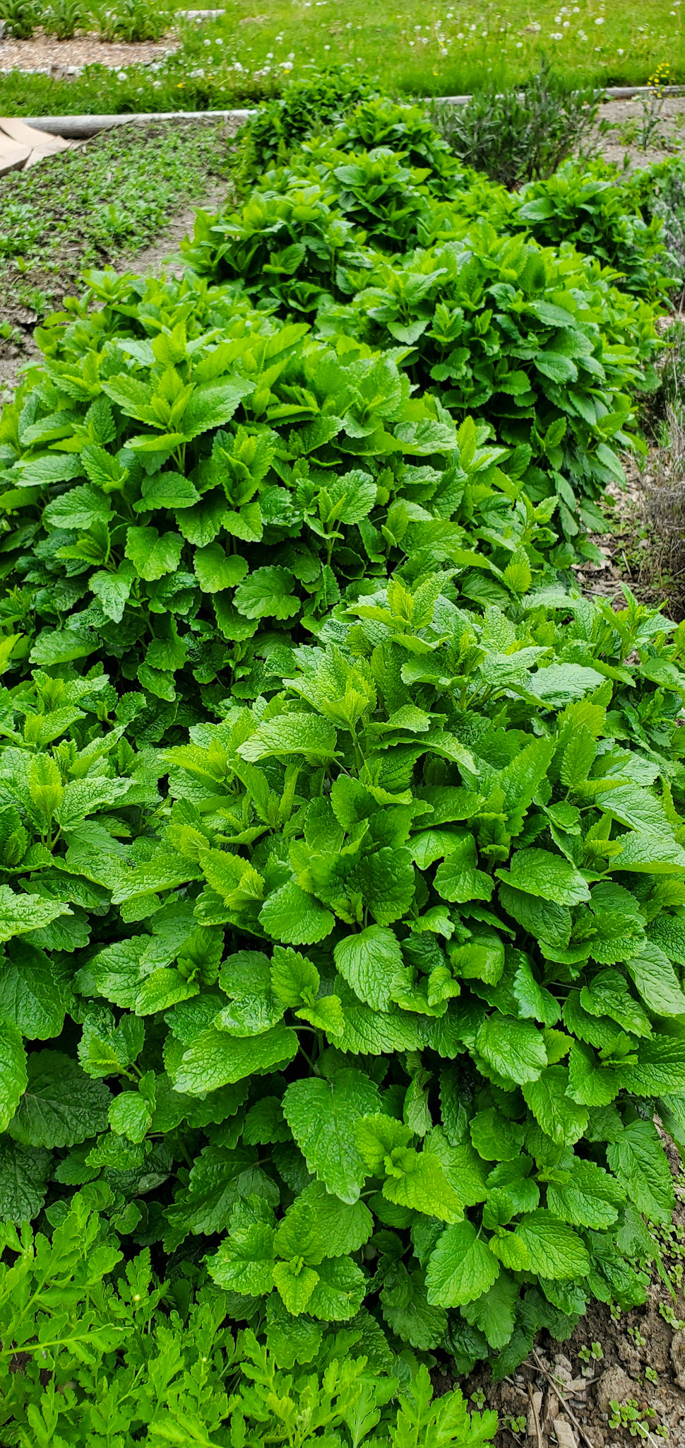 Lemon Balm Seeds