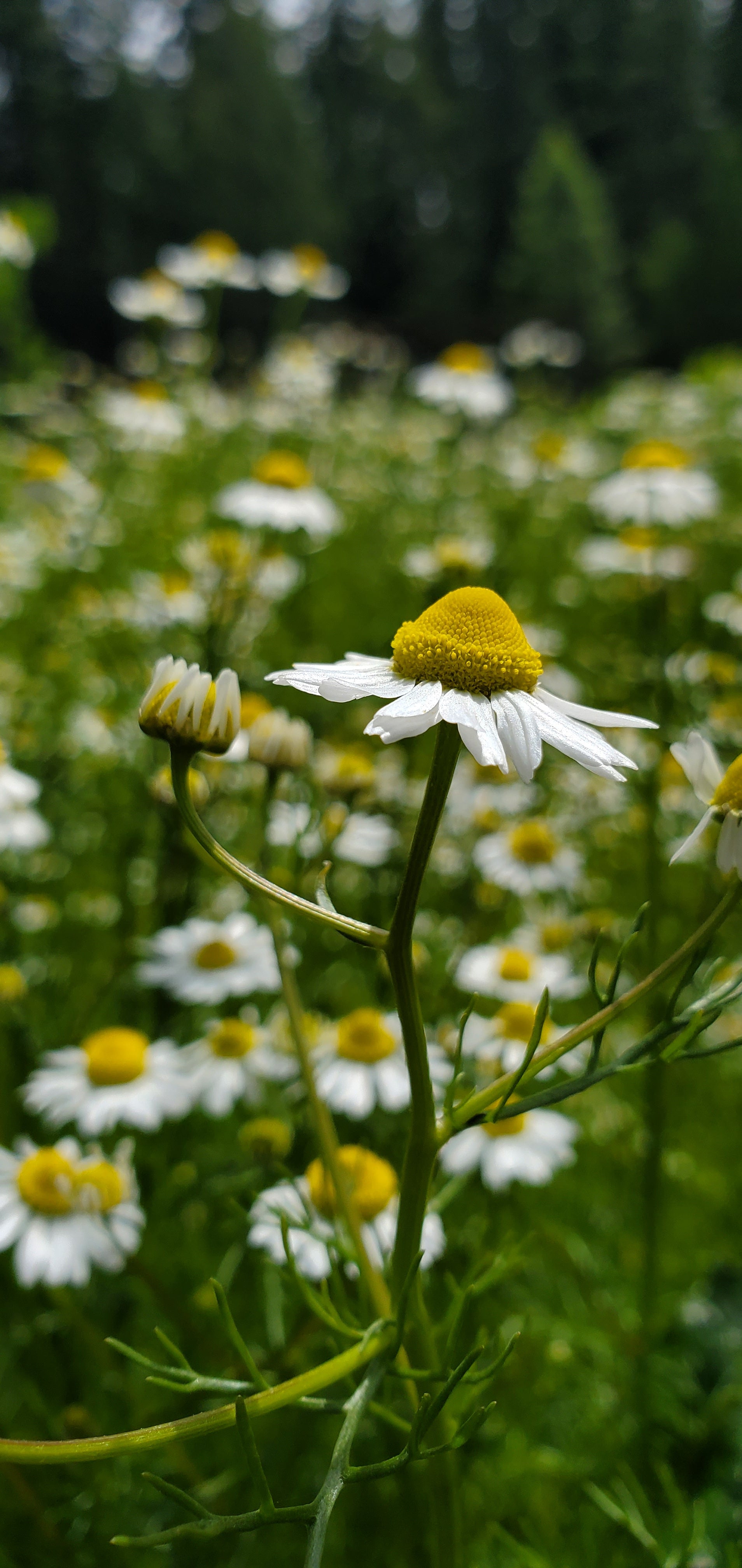 Chamomile Seeds