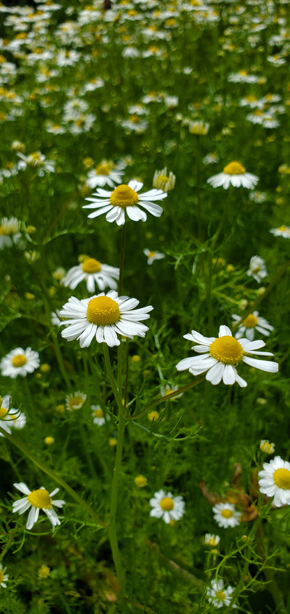 Chamomile Seeds