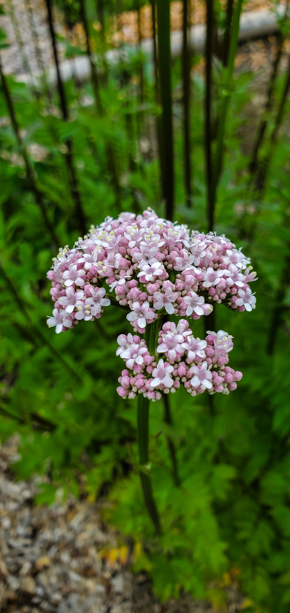 Valerian Seeds